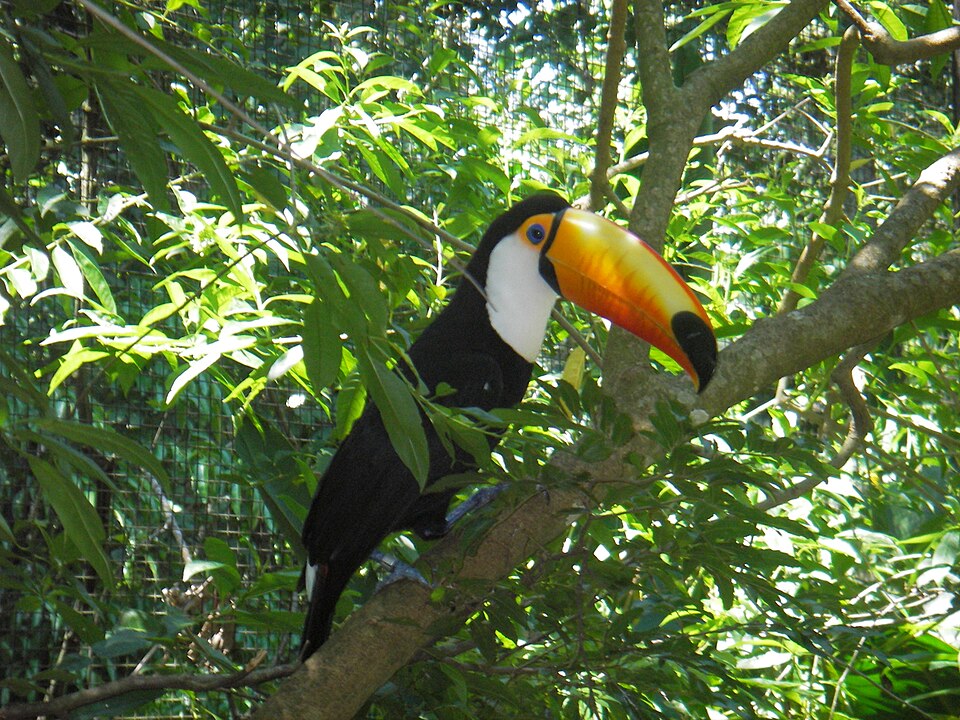 A toco toucan in the subtropical forest around Iguazú