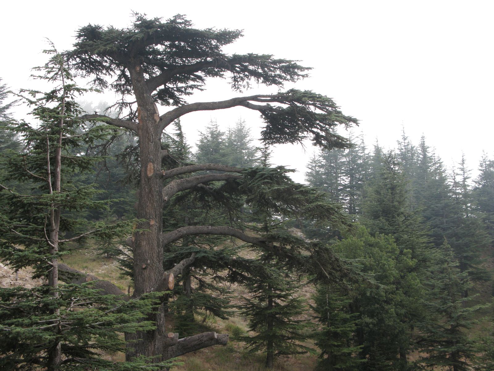 The ancient Cedars of God in the high Mount Lebanon range