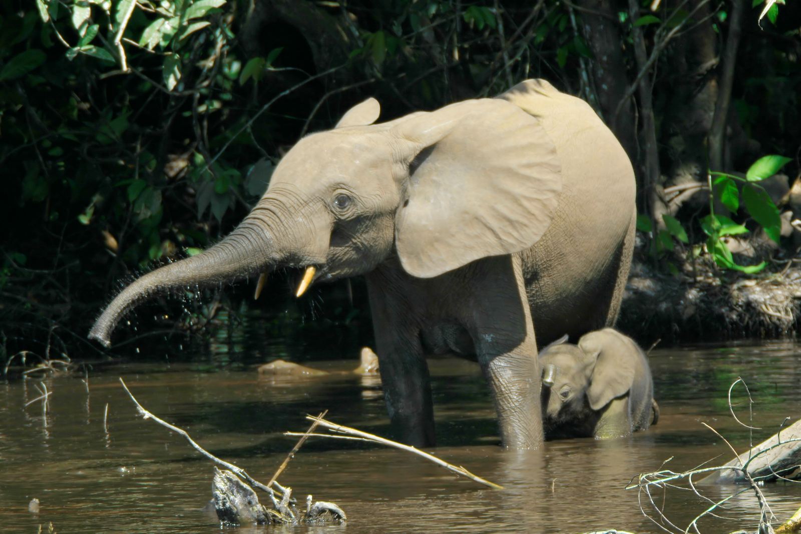 African forest elephants at a river
