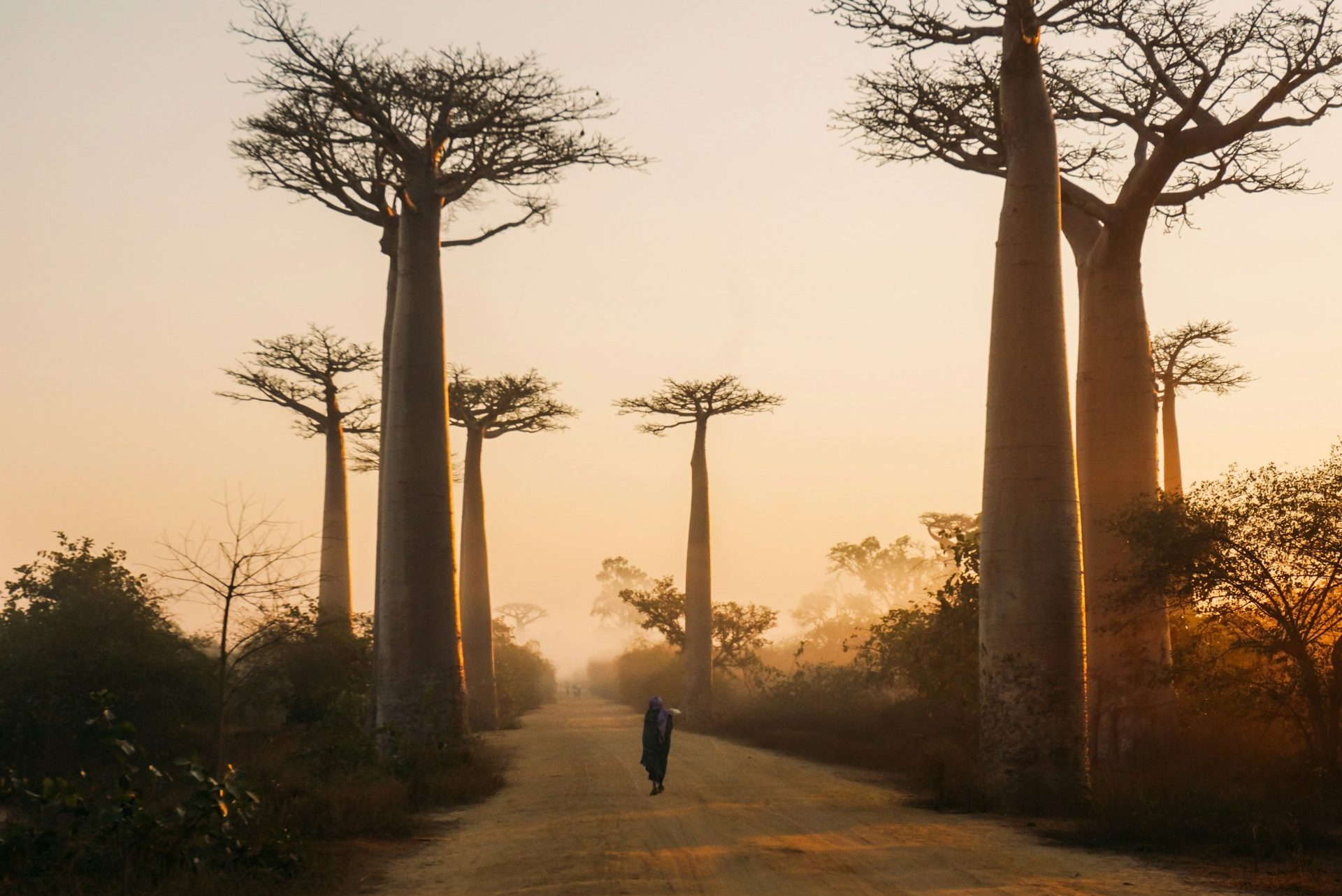 Avenue of the Baobabs near Morondava, Madagascar