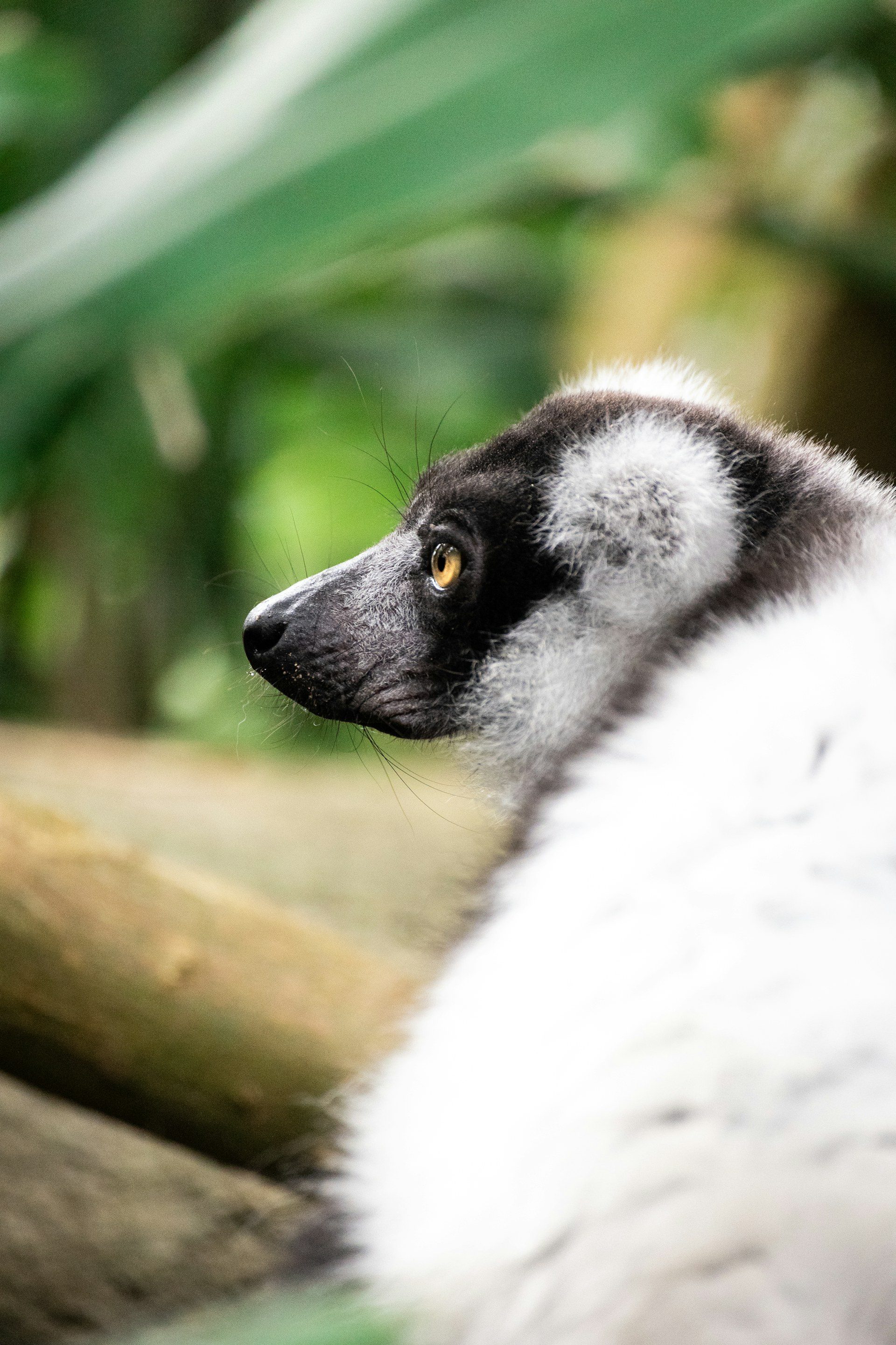 Black-and-white ruffed lemur portrait in the Andasibe rainforest, Madagascar