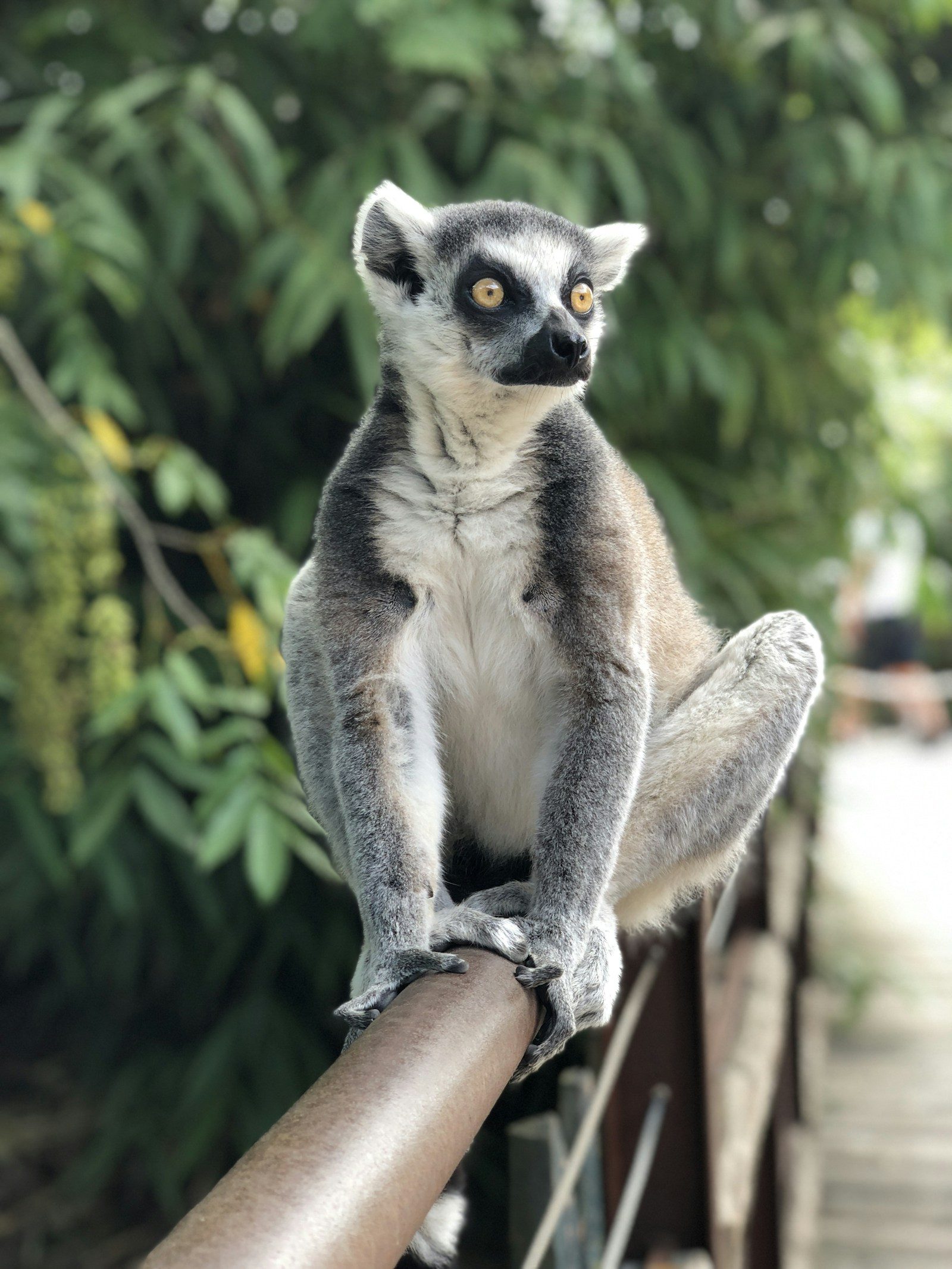 Ring-tailed lemur, Madagascar