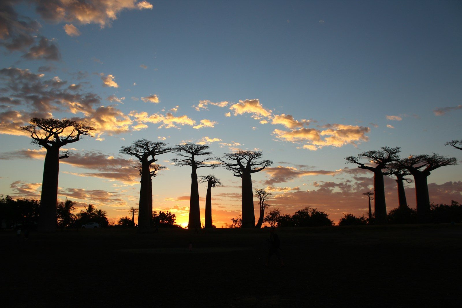 Silhouette of baobab trees at sunset, Madagascar