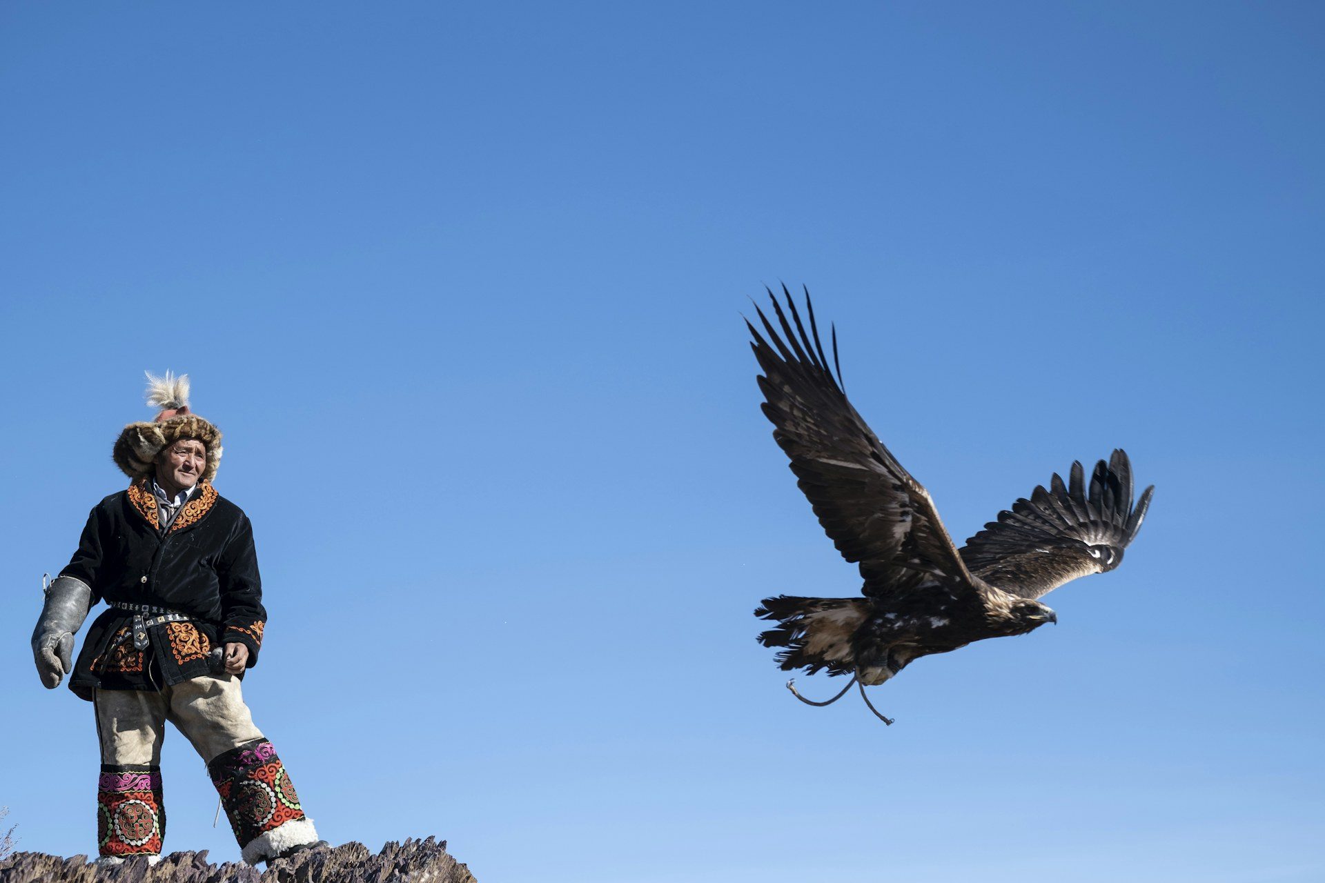 Kazakh golden eagle hunter releasing his eagle, Altai Mongolia