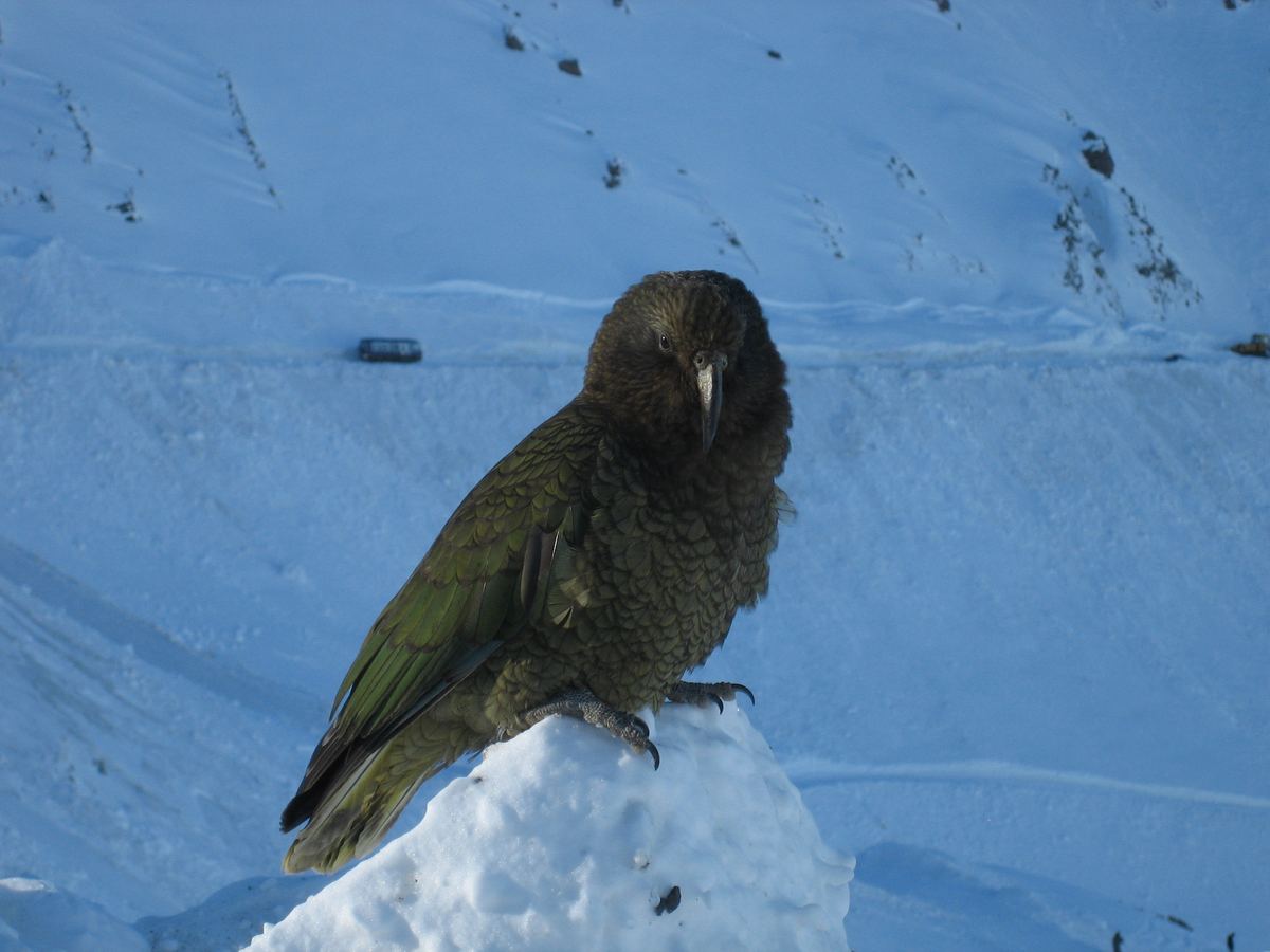 A kea, the world's only alpine parrot, in the Southern Alps