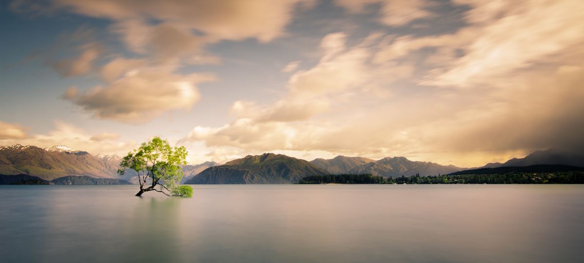 The lone willow of Lake Wanaka, New Zealand