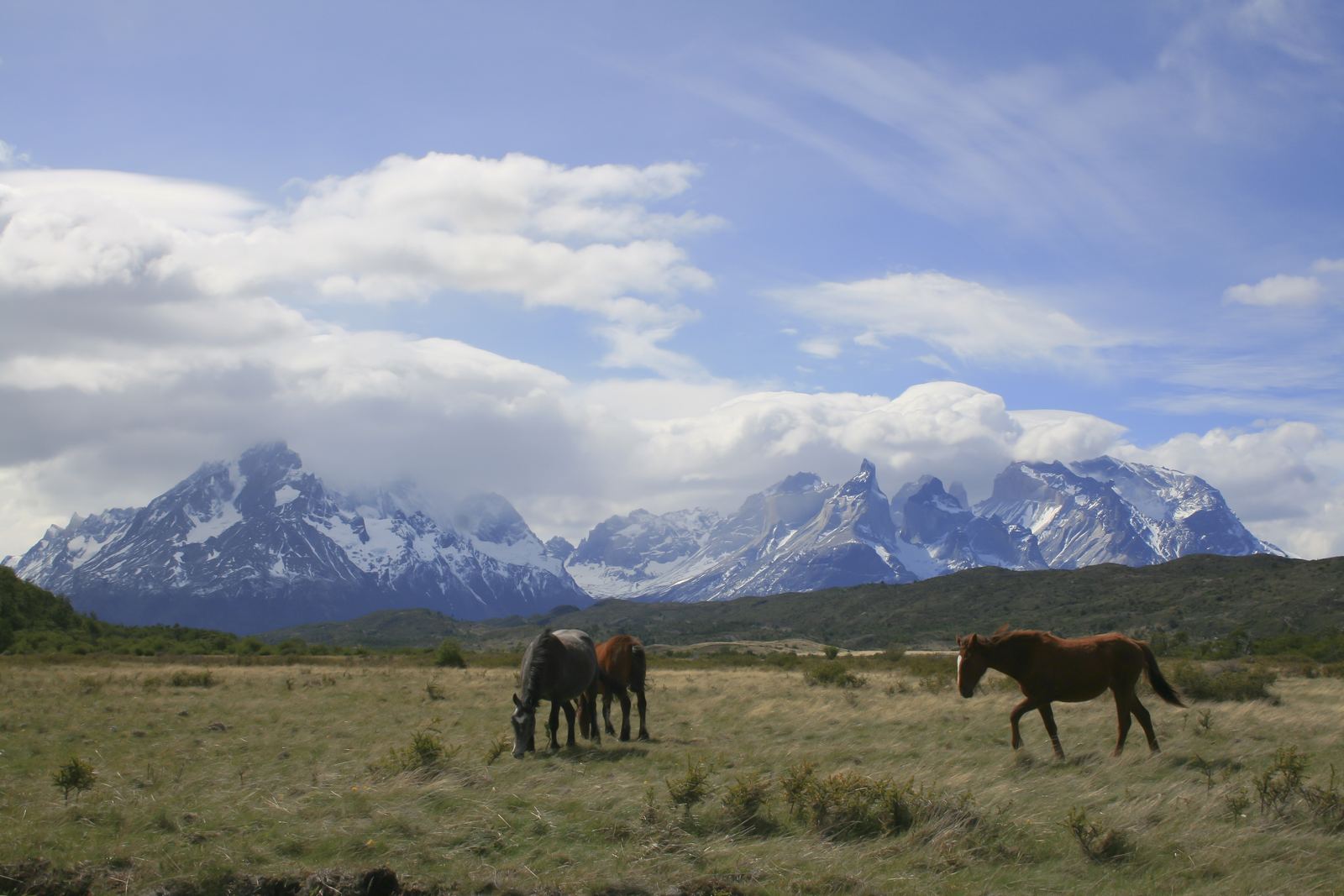 Wild horses grazing beneath the Paine massif, Torres del Paine