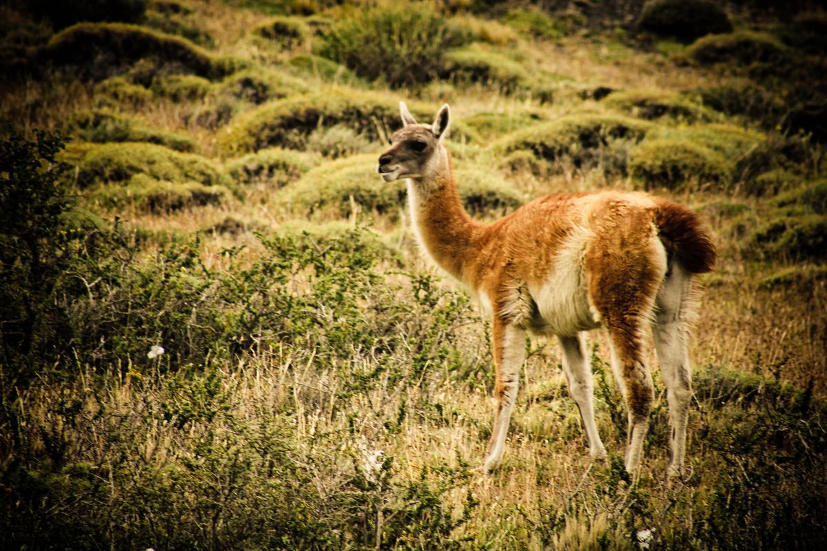 A guanaco on the steppe, Torres del Paine