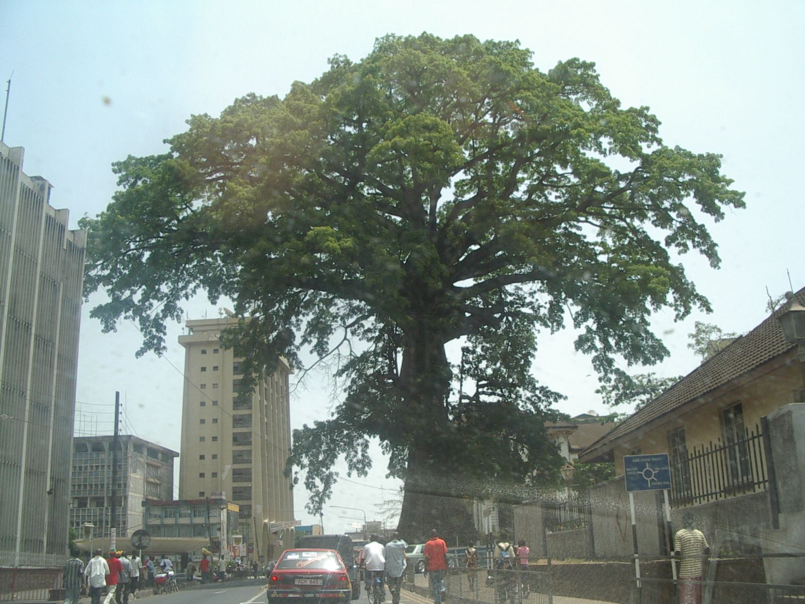 The Cotton Tree of Freetown