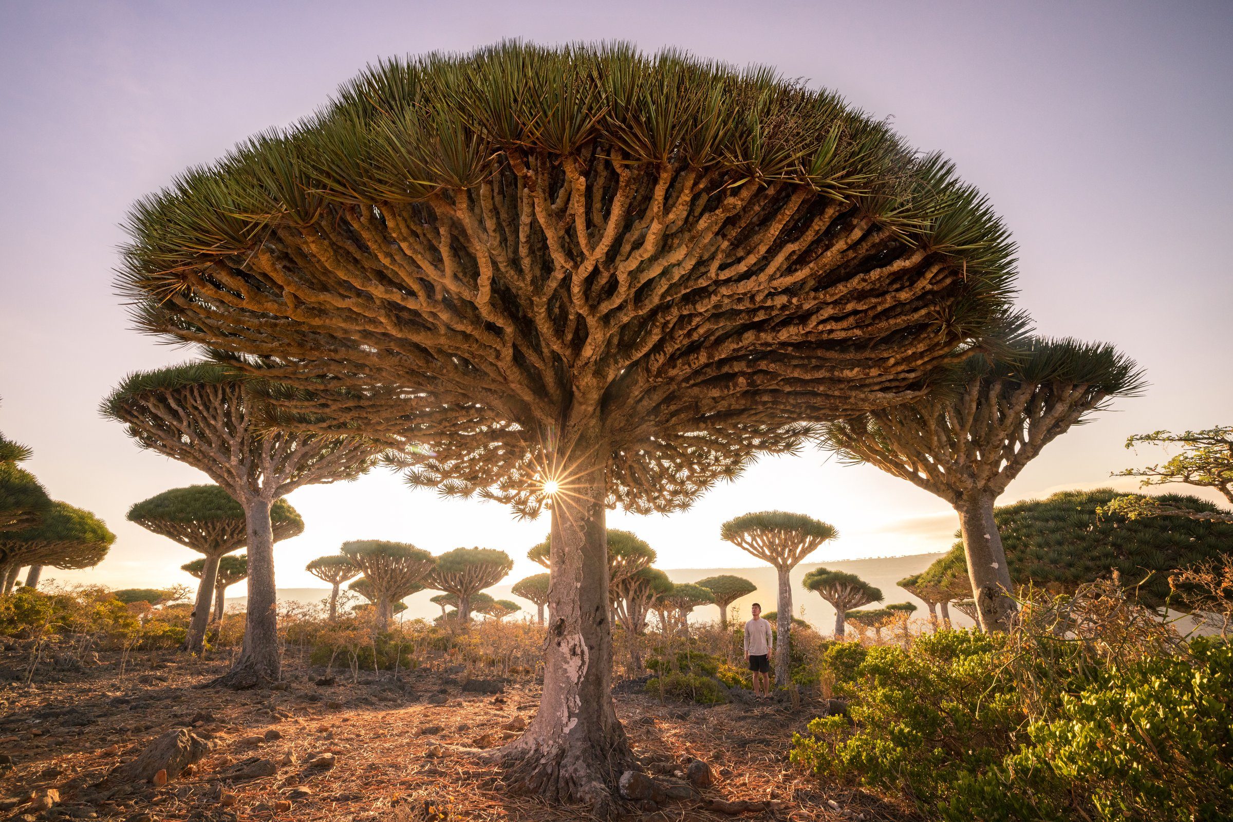Dragon blood trees and goats in the Diksam Plateau, Socotra Island