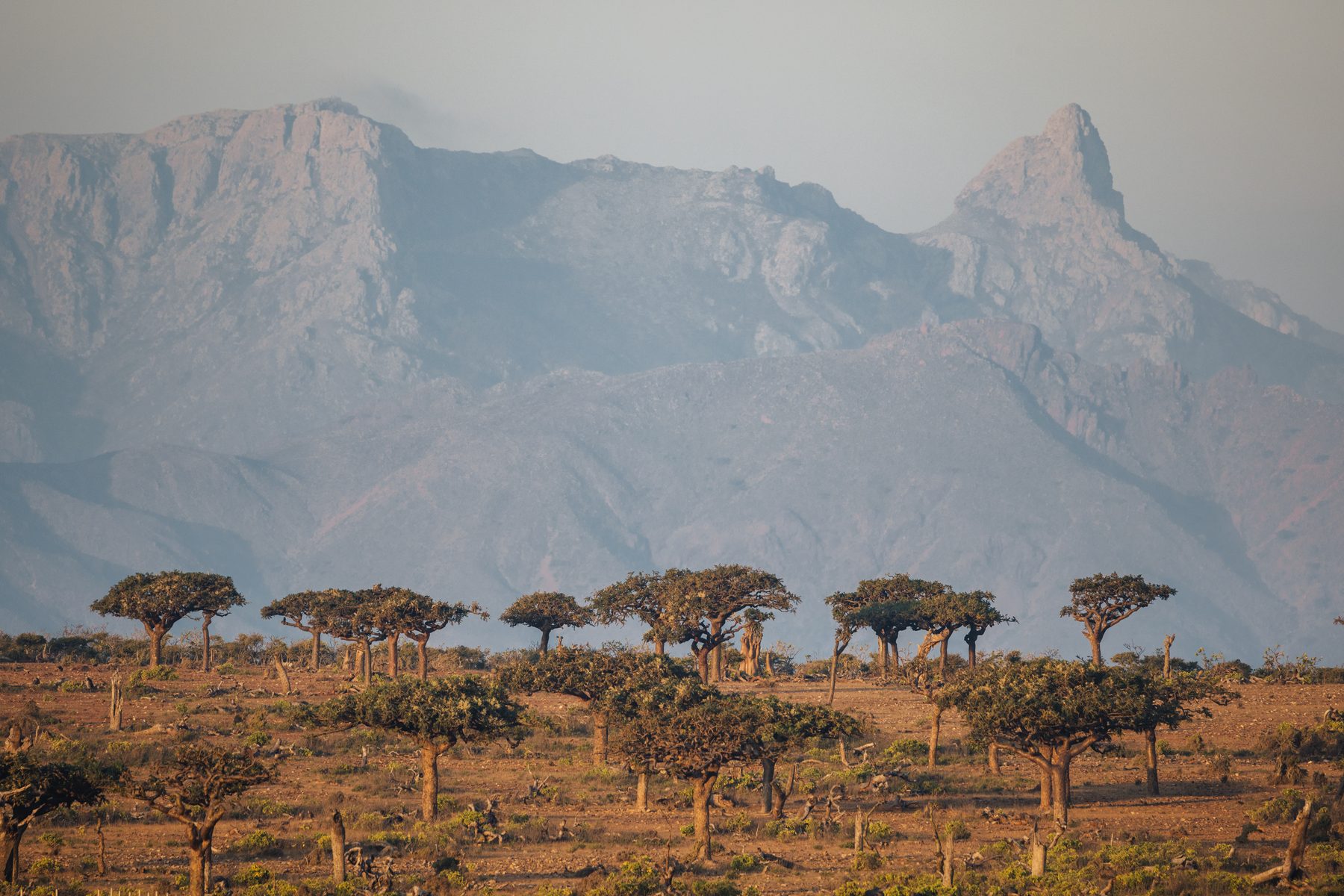Dragon Blood Trees scattered beneath the Hajhir Mountains on Socotra Island, Yemen