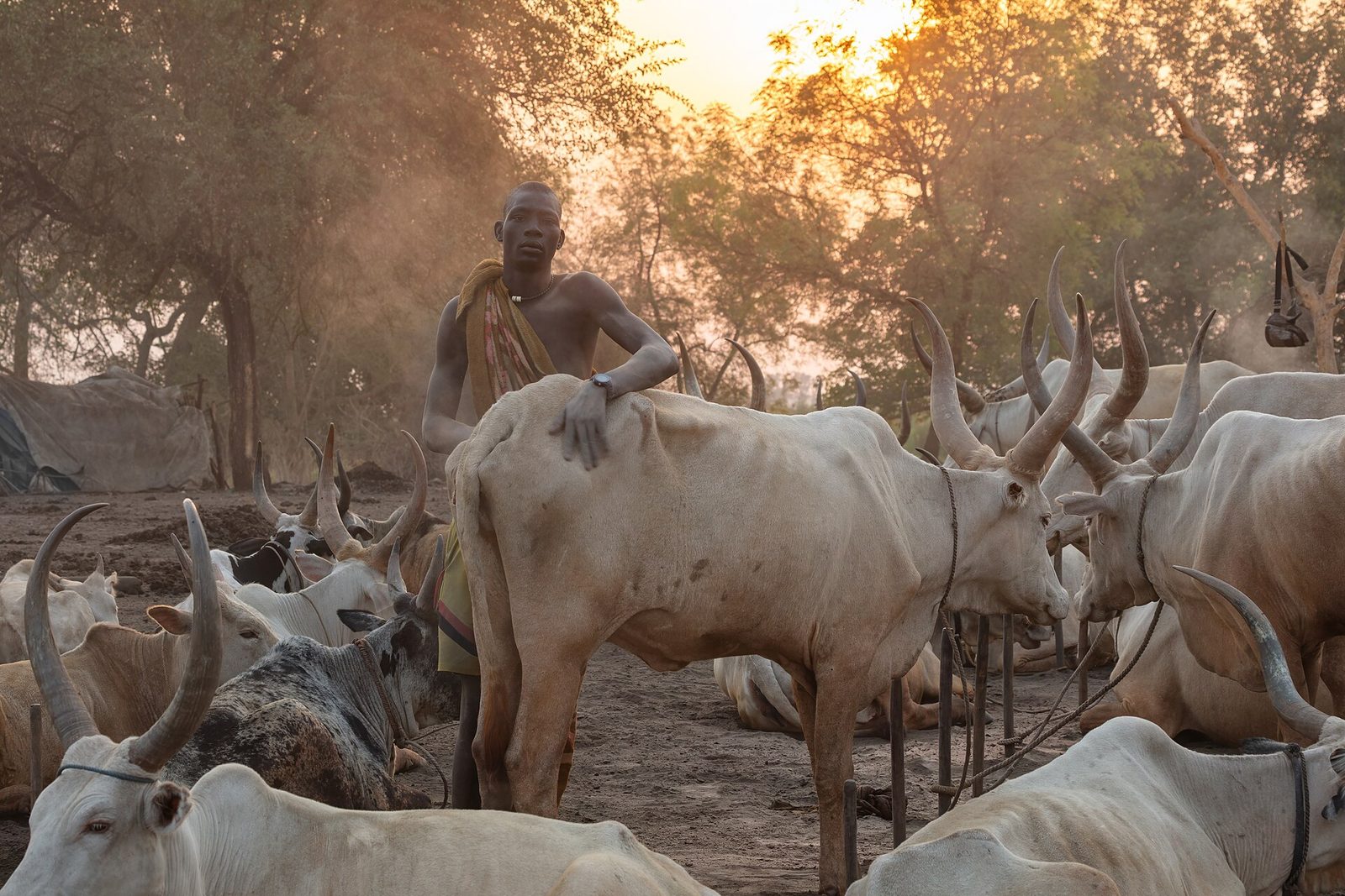 A Mundari herder among his Ankole-Watusi cattle at golden hour, Terekeka, South Sudan