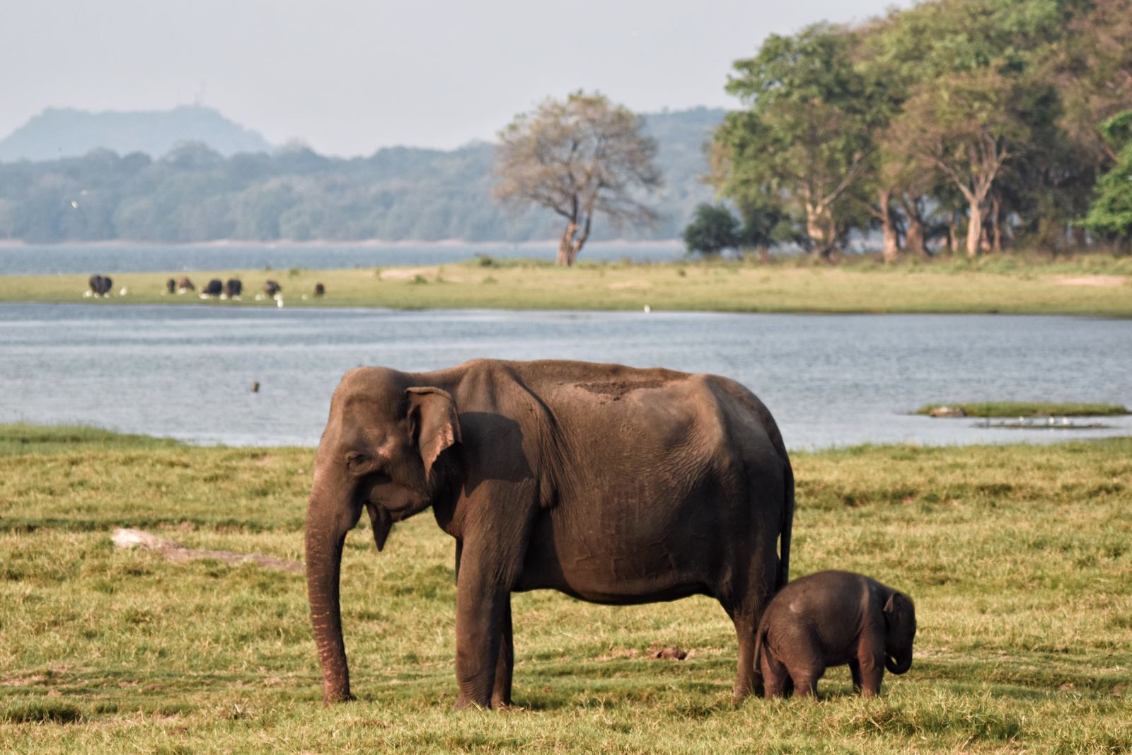 Elephants of Minneriya National Park