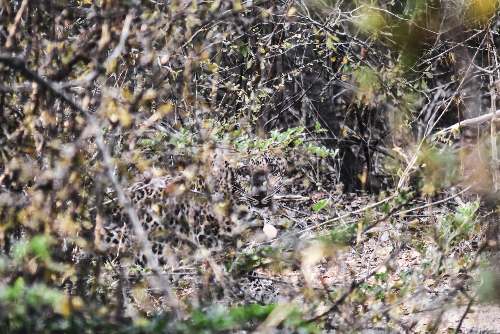 A leopard hidden in the Yala scrub