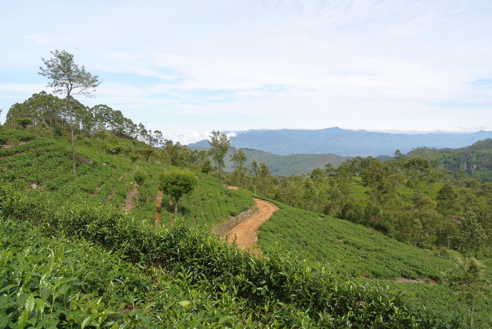 Tea gardens near Haputale
