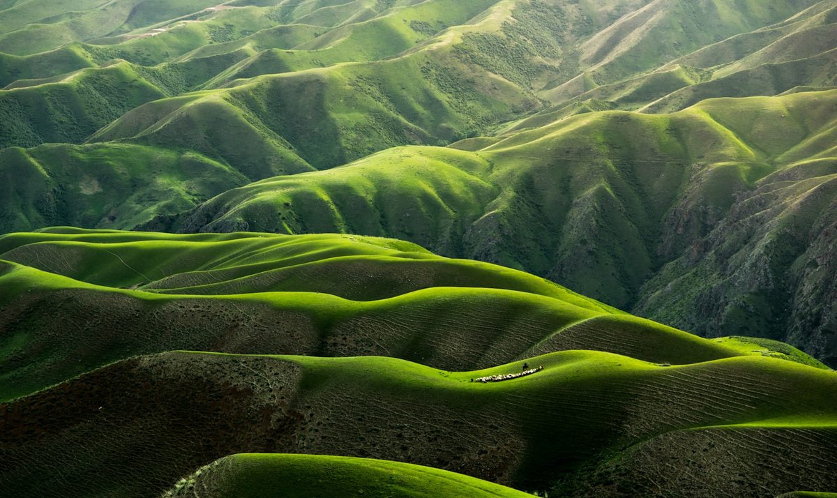 Rolling green hills of the Mongolian steppe