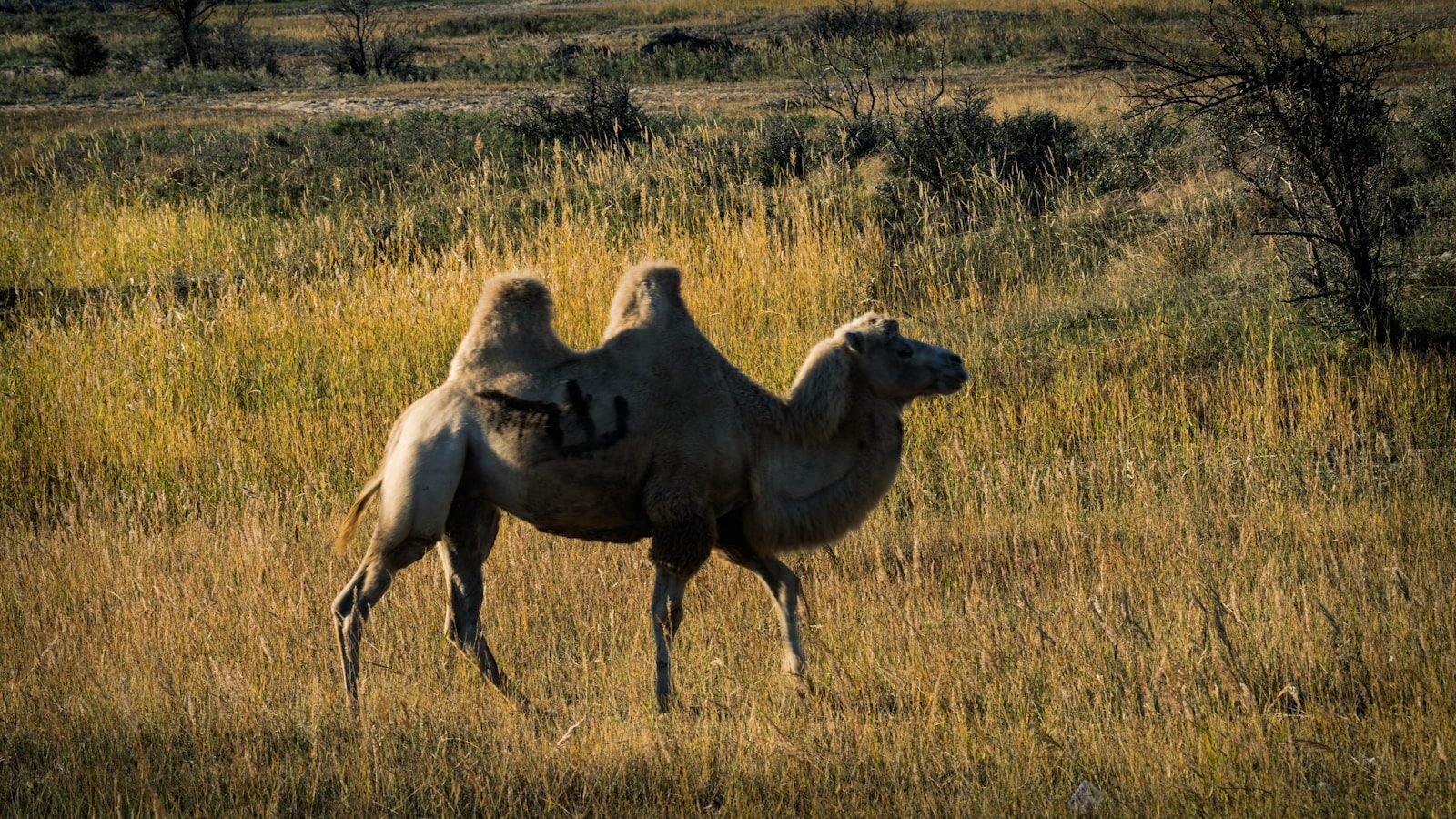 Camel walking through a Turkmen desert grassland