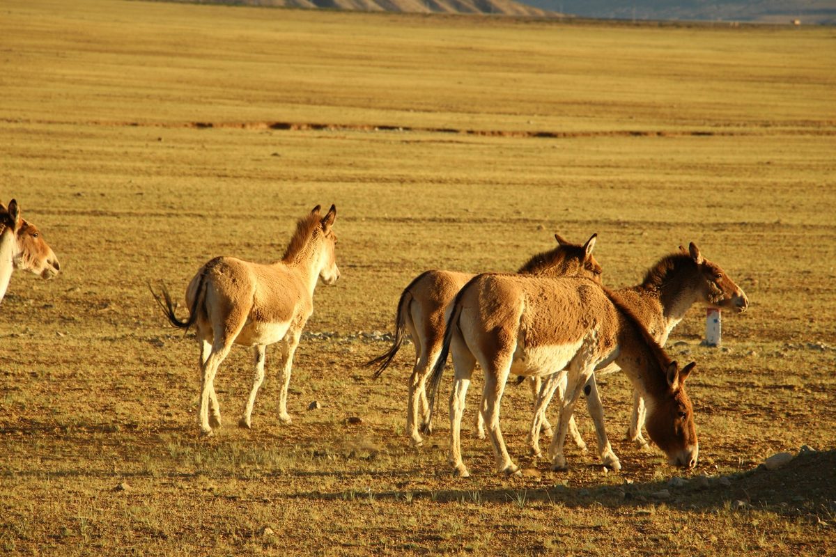 Wild khulan (Mongolian wild ass) on the open Mongolian steppe