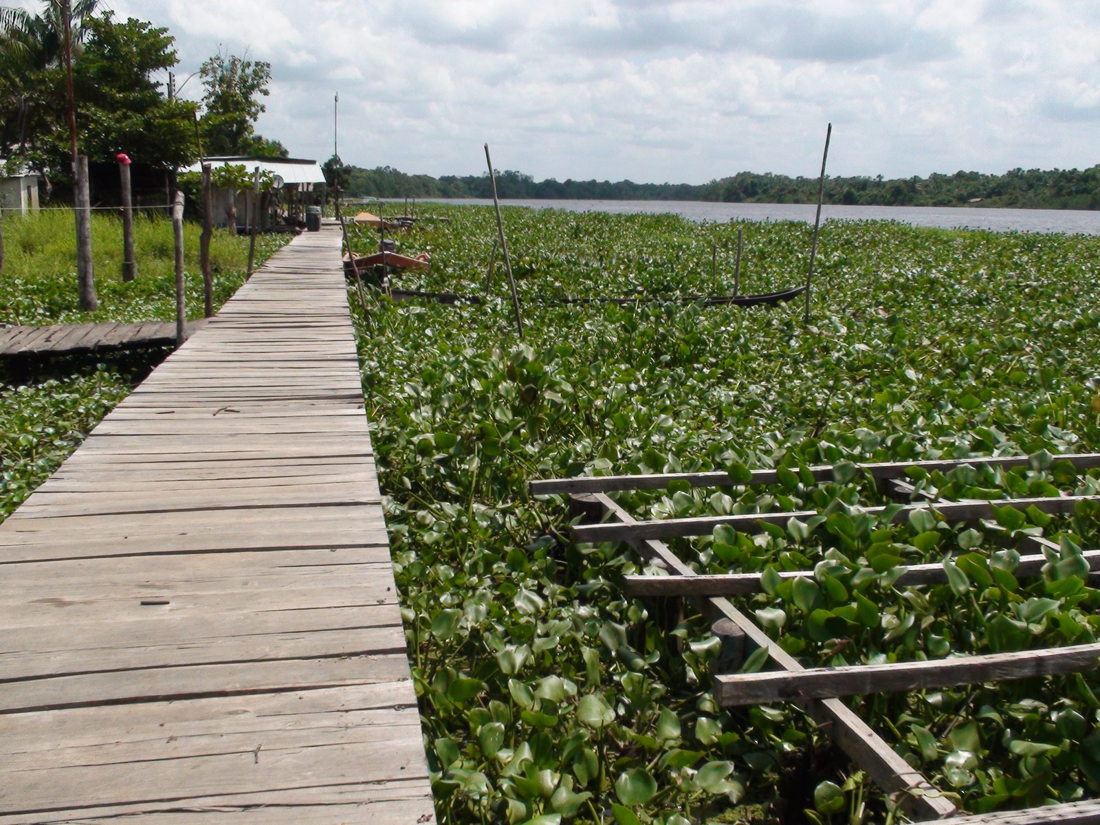 A boardwalk and stilt village over the channels of the Orinoco Delta, Venezuela