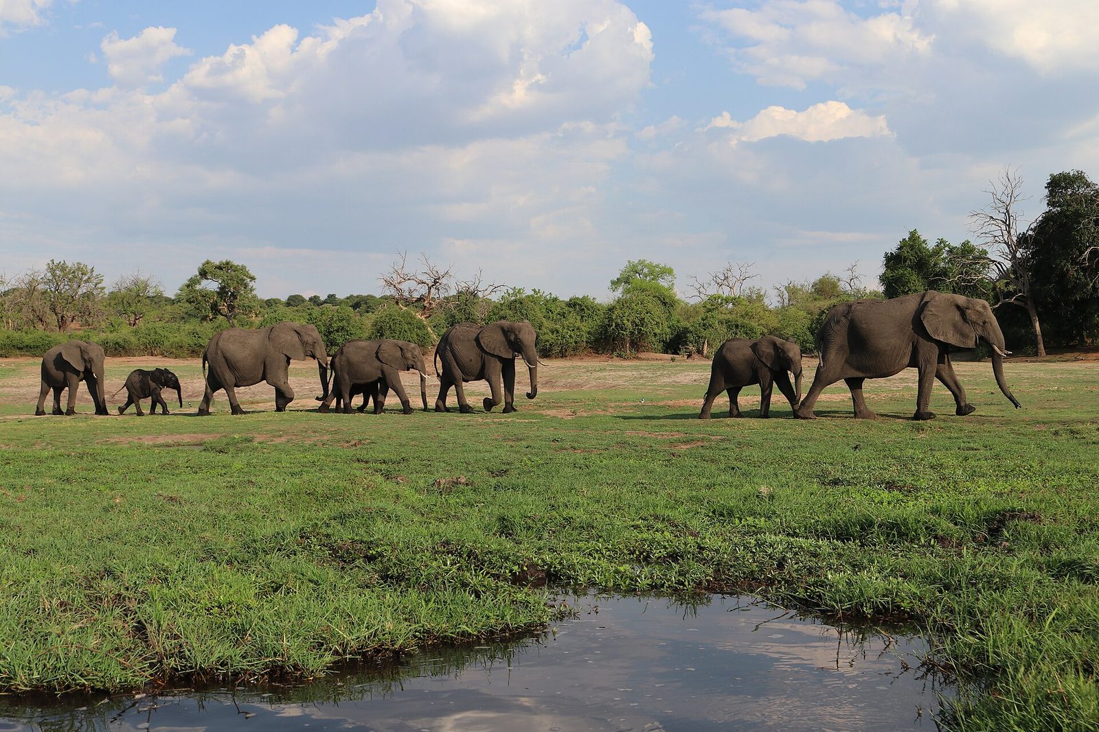 An elephant herd on the banks of the Chobe River, Botswana