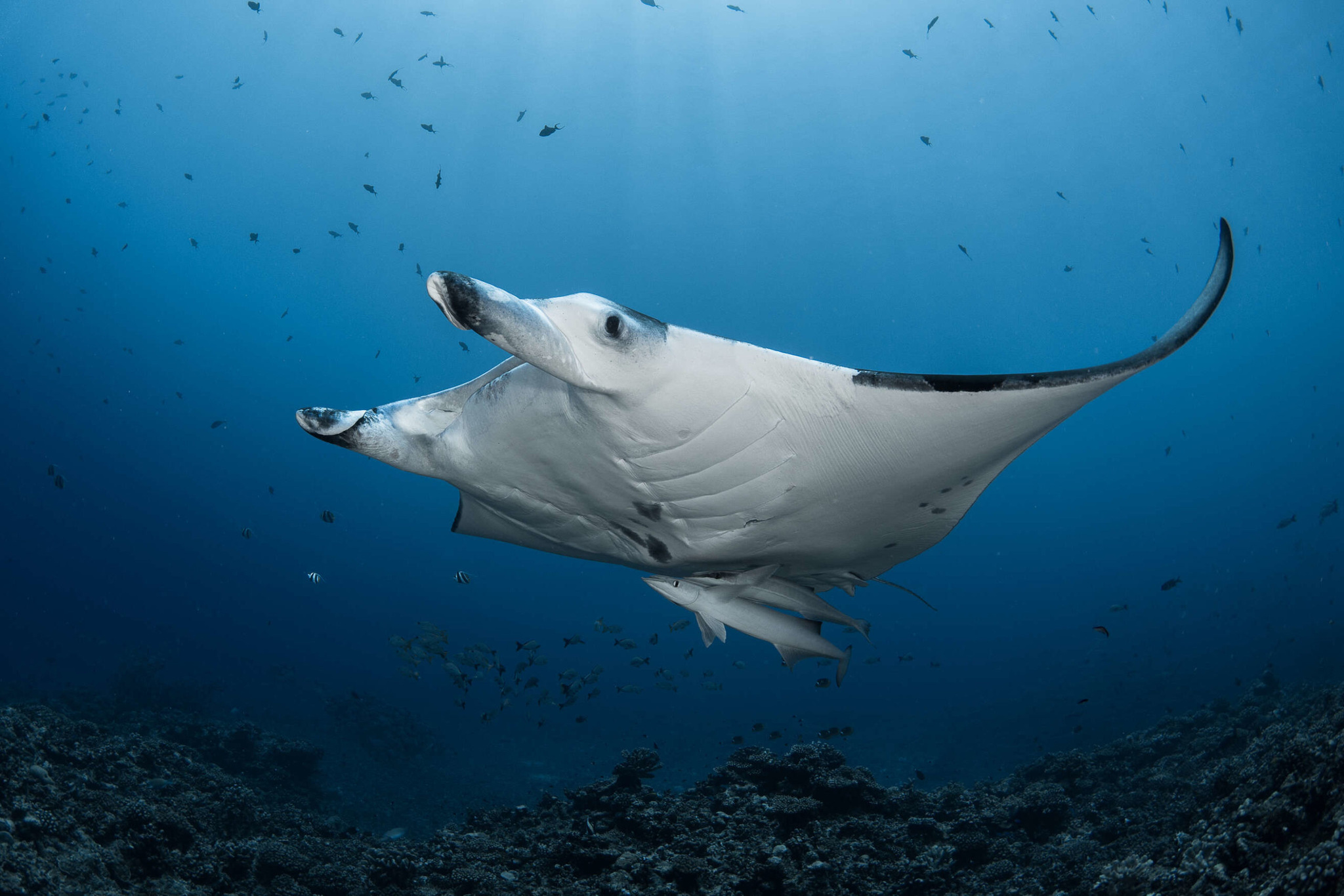A manta ray gliding over a reef in deep blue water