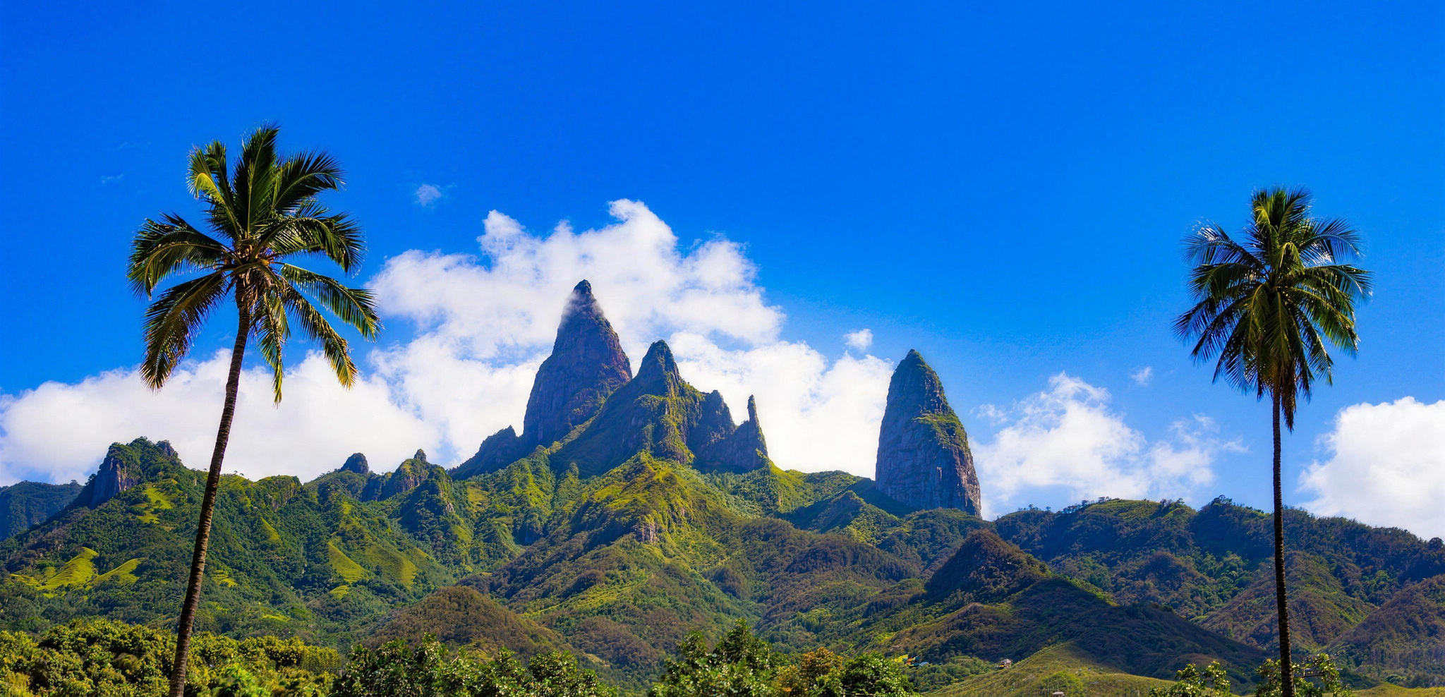 The basalt spires of Ua Pou above the forest, framed by two palms