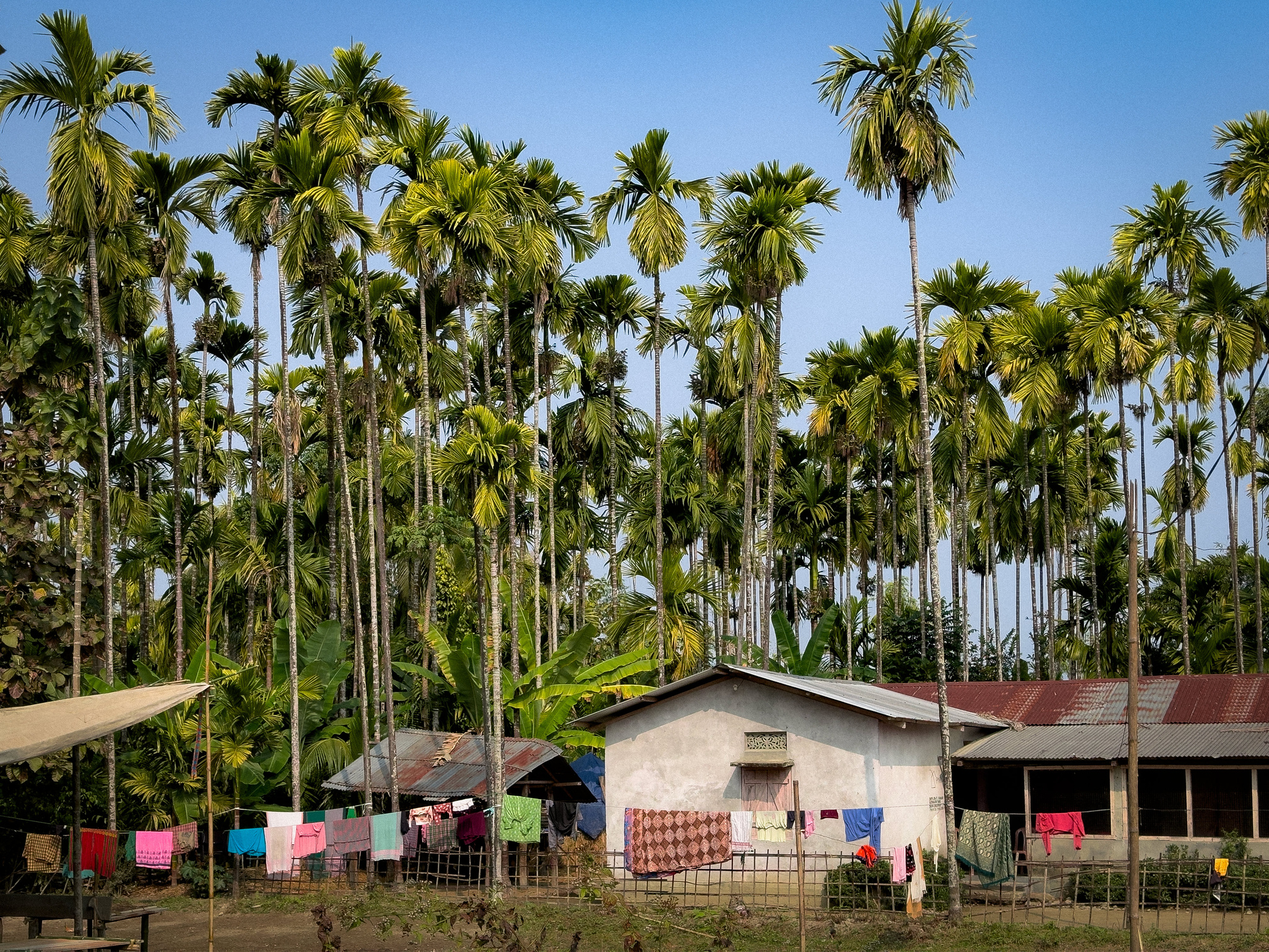A house under tall areca palms