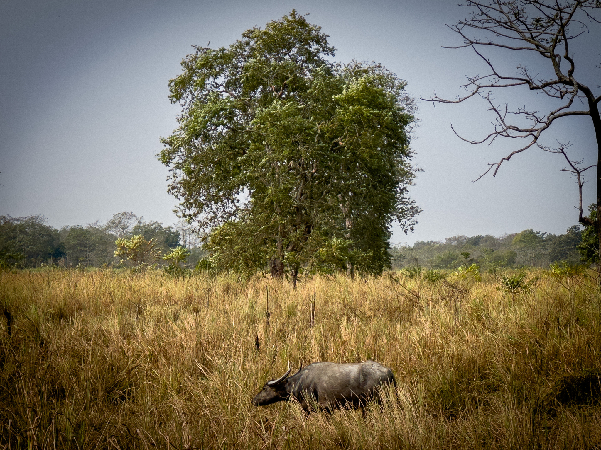 A wild water buffalo in the tall grass of Kaziranga