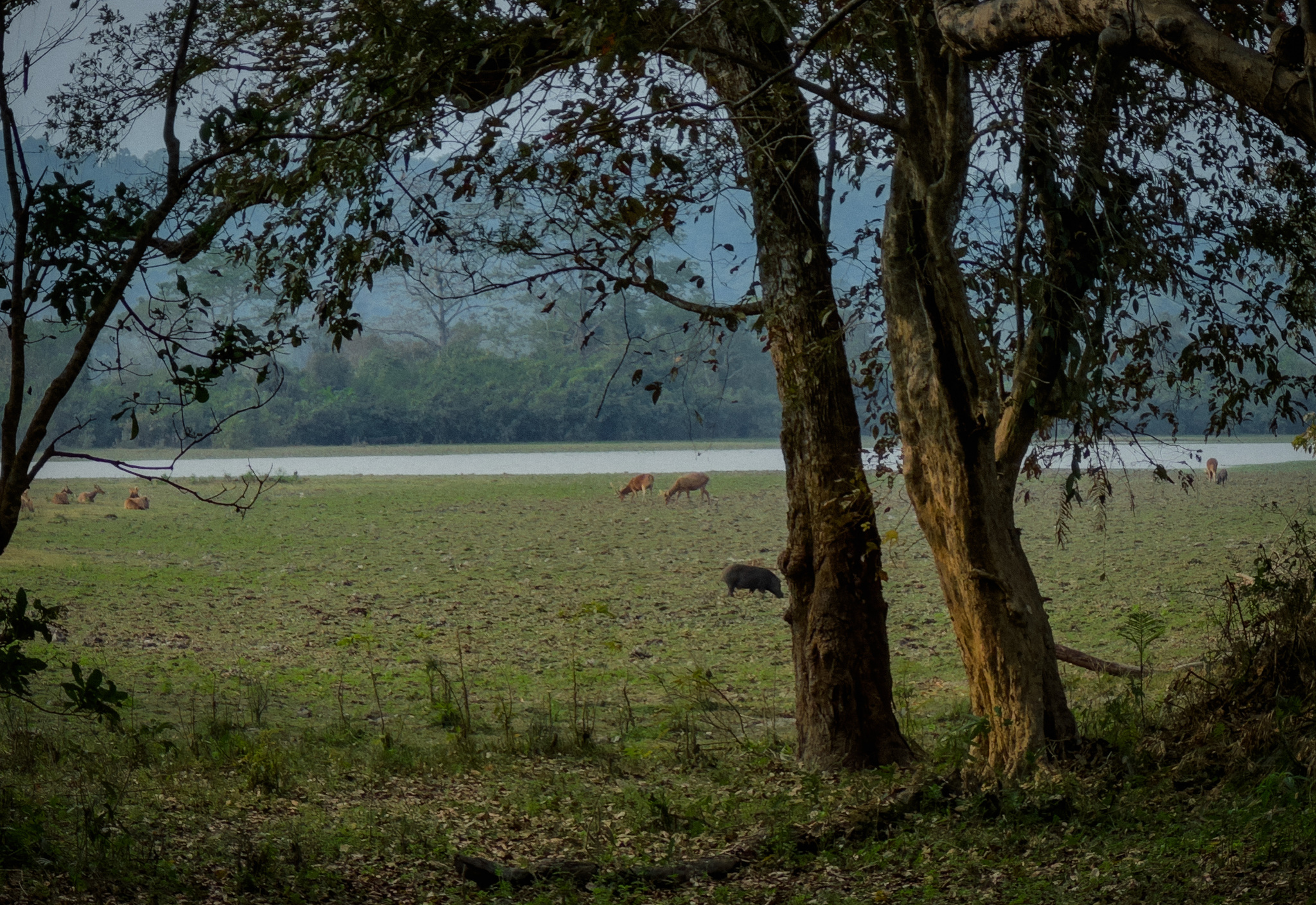 Deer grazing under trees beside a lake in Kaziranga