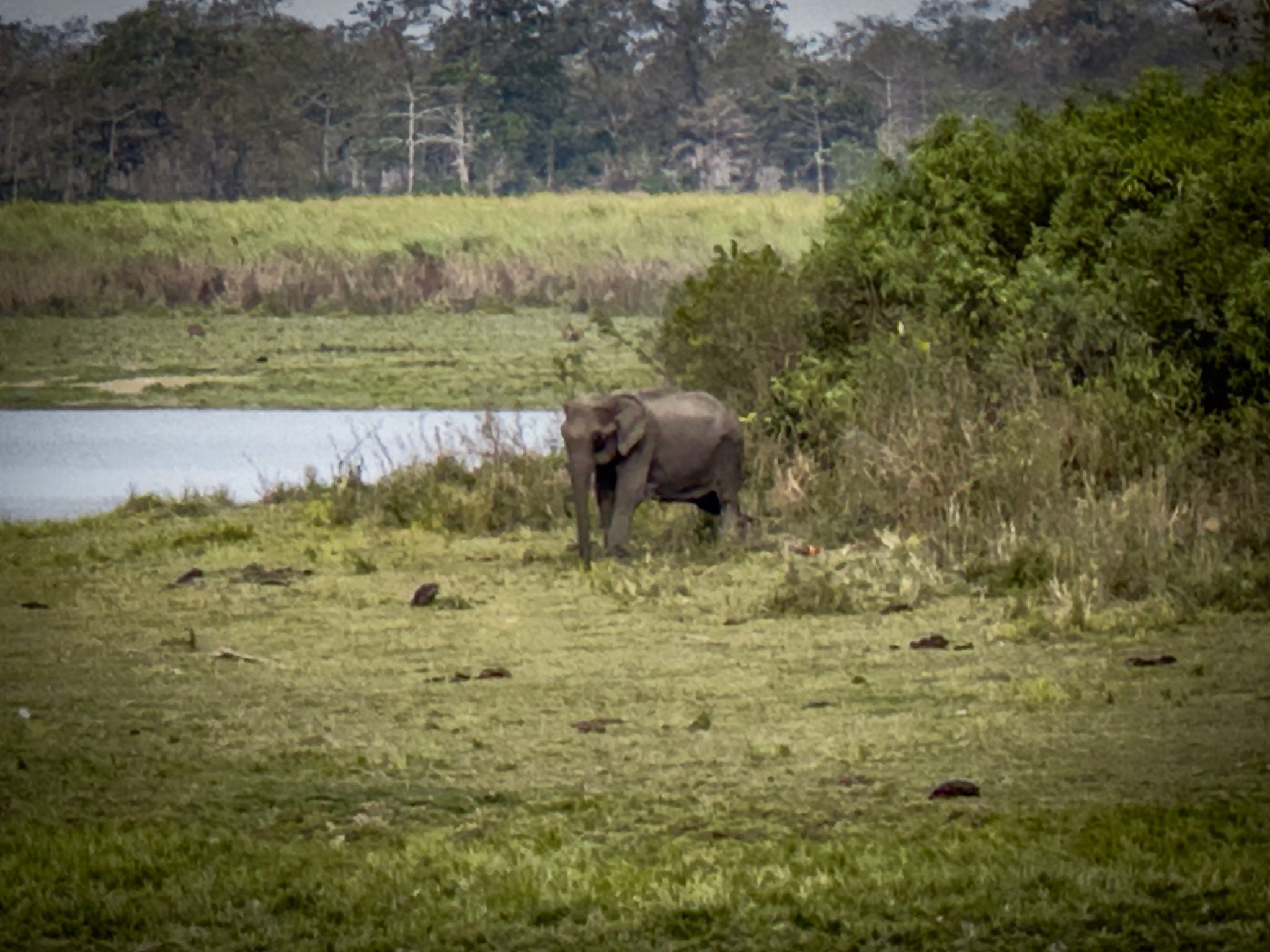 An elephant grazing at the edge of a lake in Kaziranga