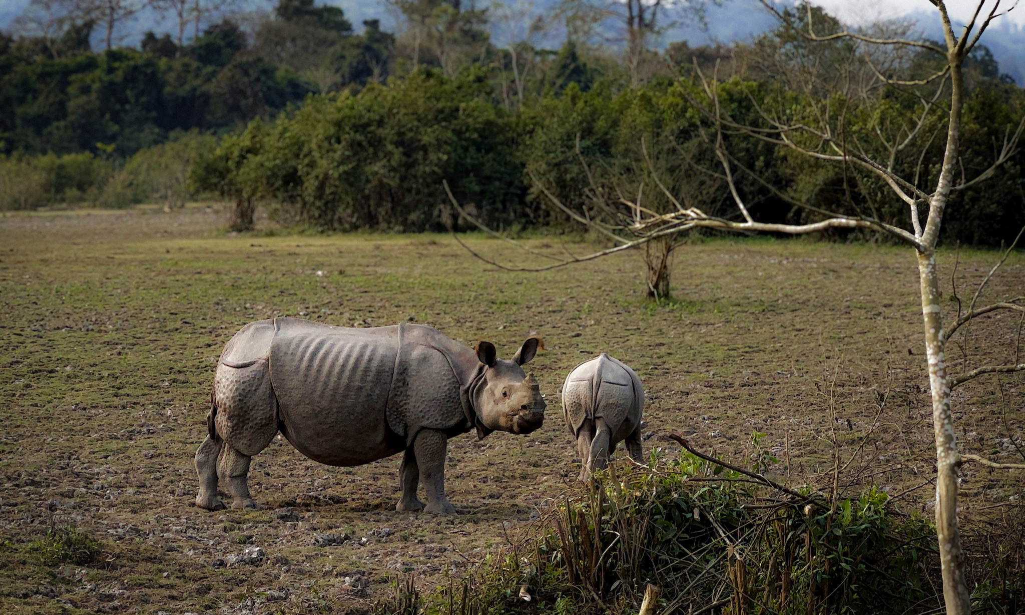 A greater one-horned rhinoceros and her calf in Kaziranga