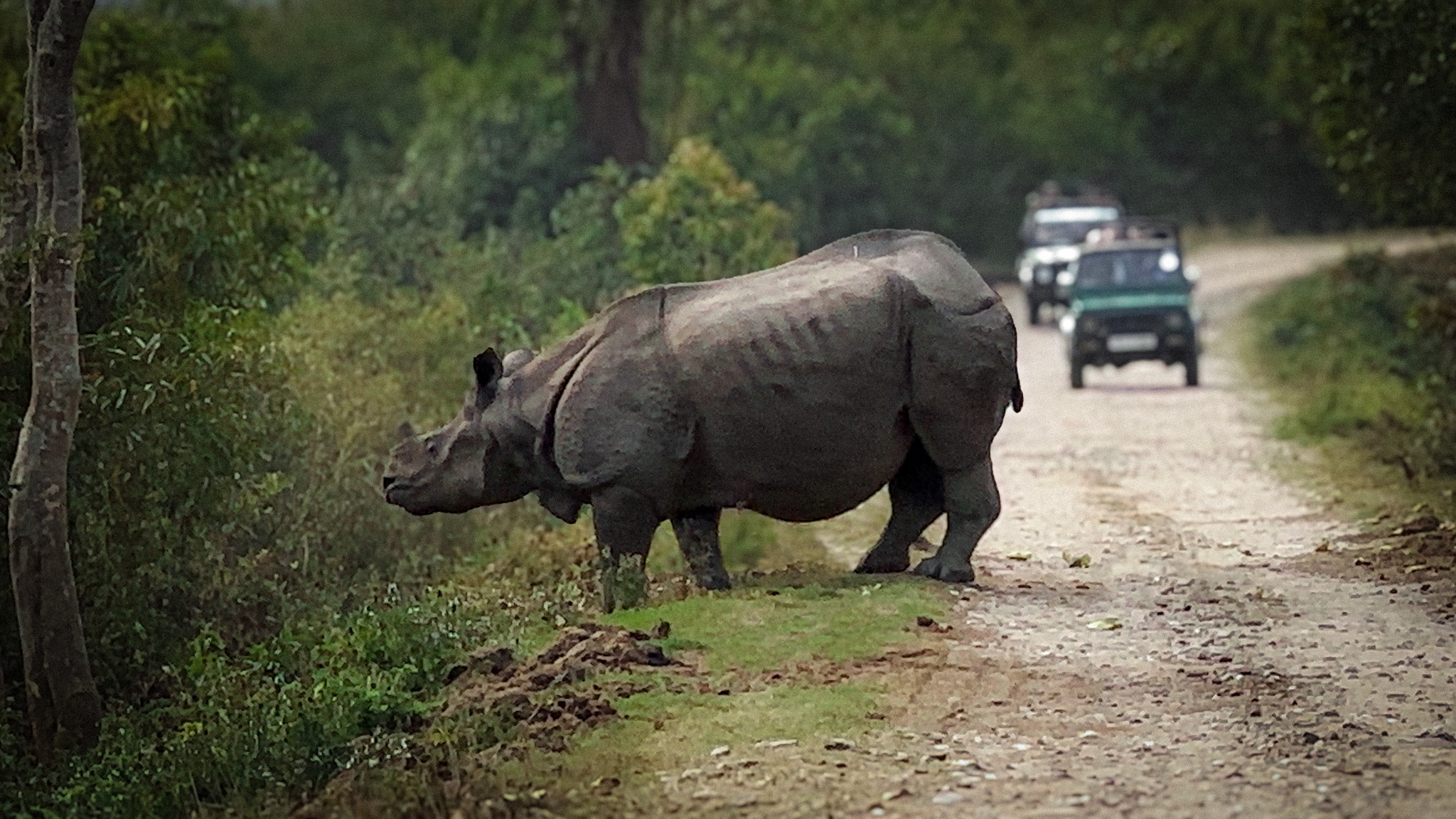 A rhinoceros on a Kaziranga track, with safari jeeps behind