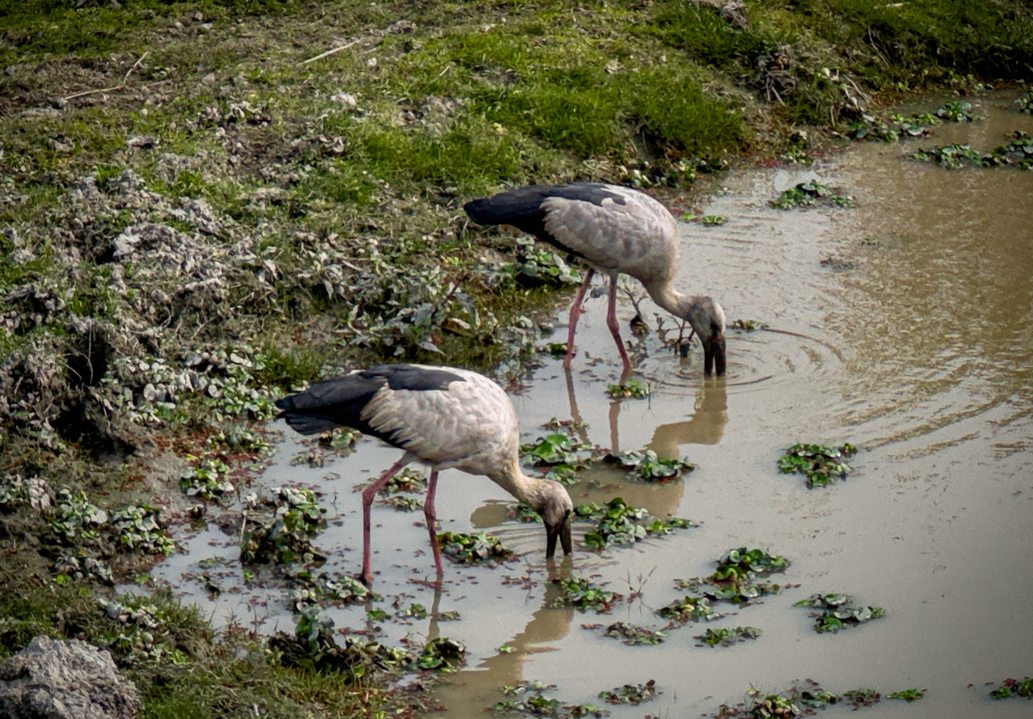 Two storks feeding in a shallow pool