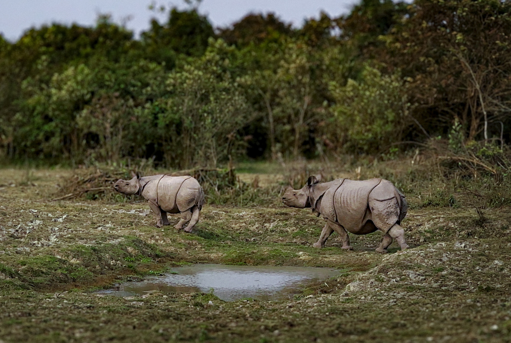 Two rhinoceroses grazing by a pool in Kaziranga