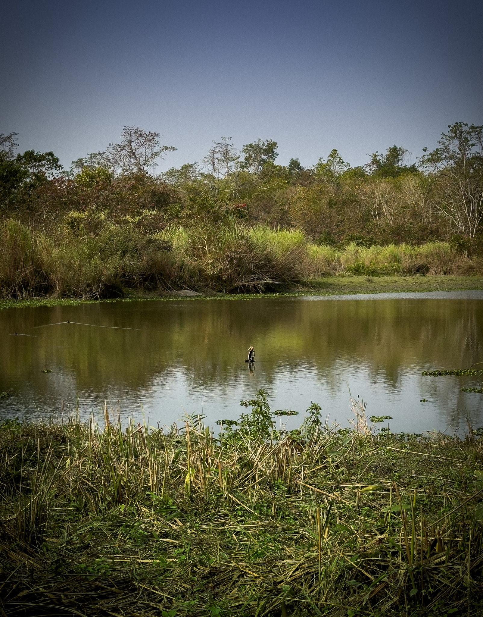 A Kaziranga wetland fringed with trees