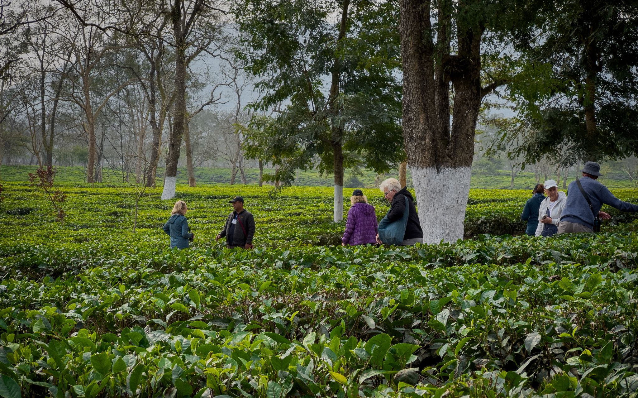 Guests walking between rows of tea bushes under tall shade trees