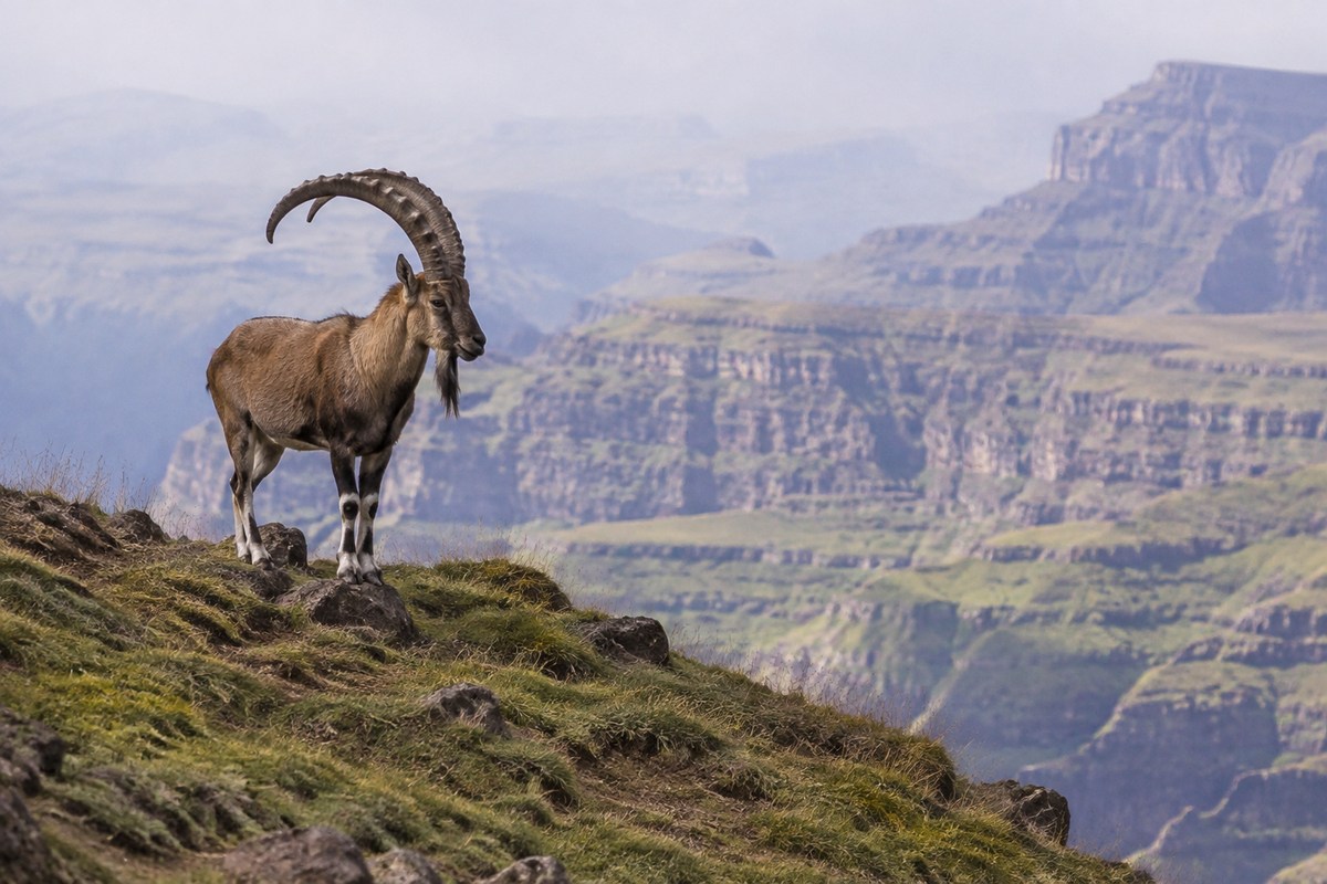 A walia ibex on a rocky slope in the Simien Mountains