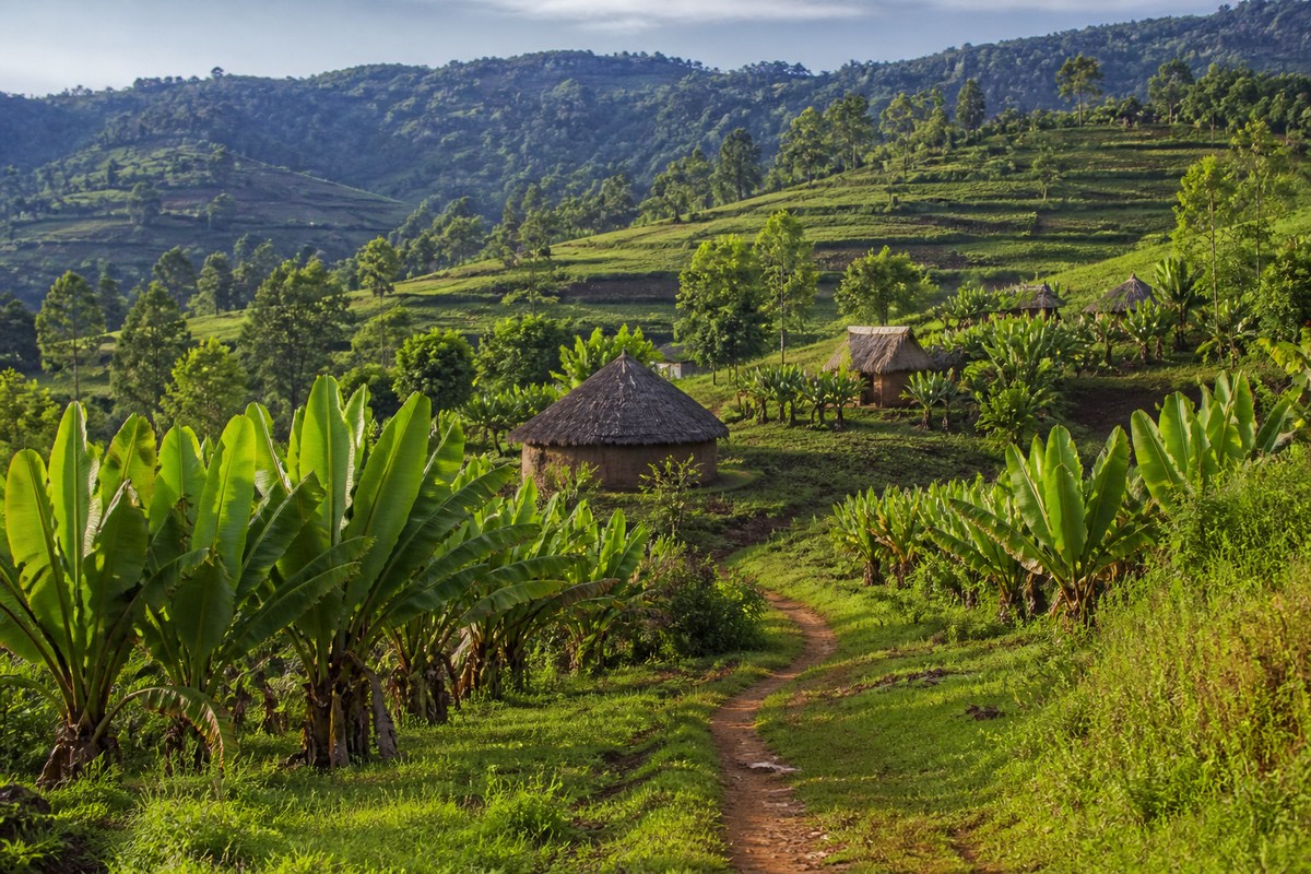 Enset gardens and thatched homes in the Ari highlands near Jinka