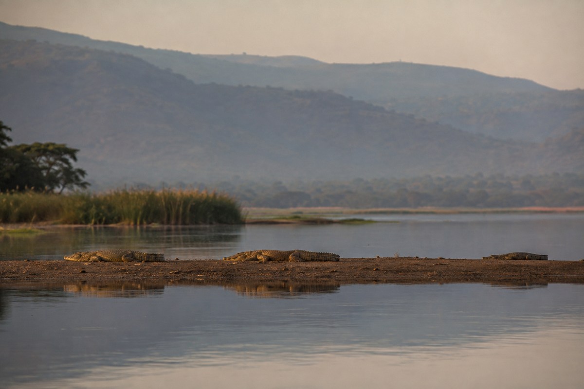 Nile crocodiles on the shore of Lake Chamo