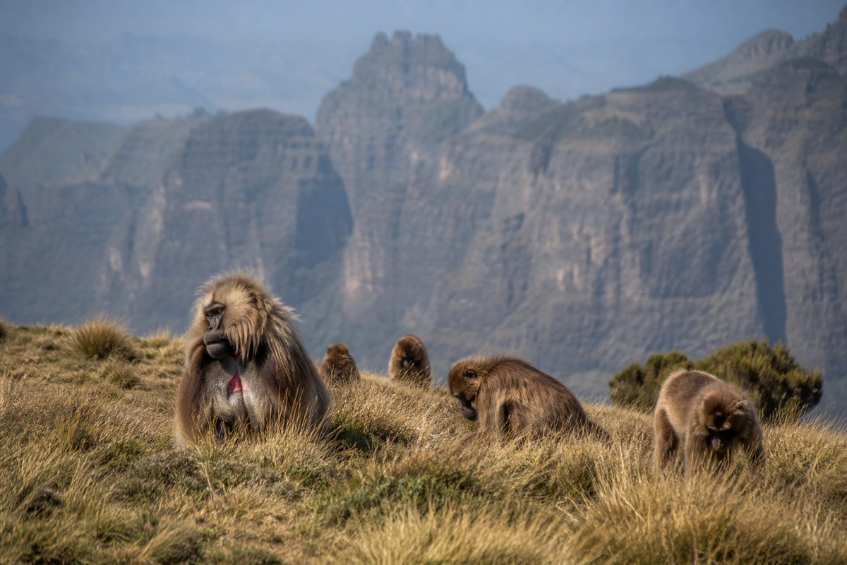 Geladas grazing beside the Simien escarpment