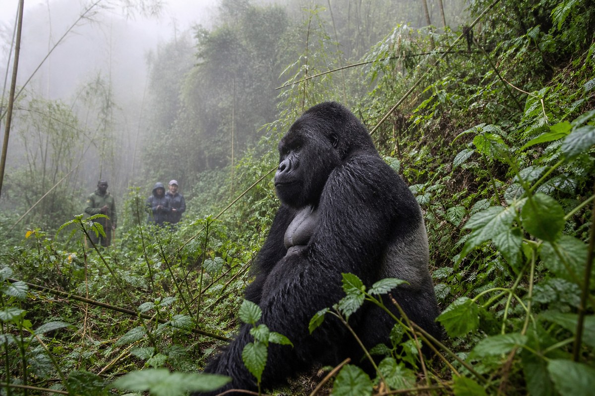 Rwanda · Mountain Gorilla Trek · Volcanoes NP