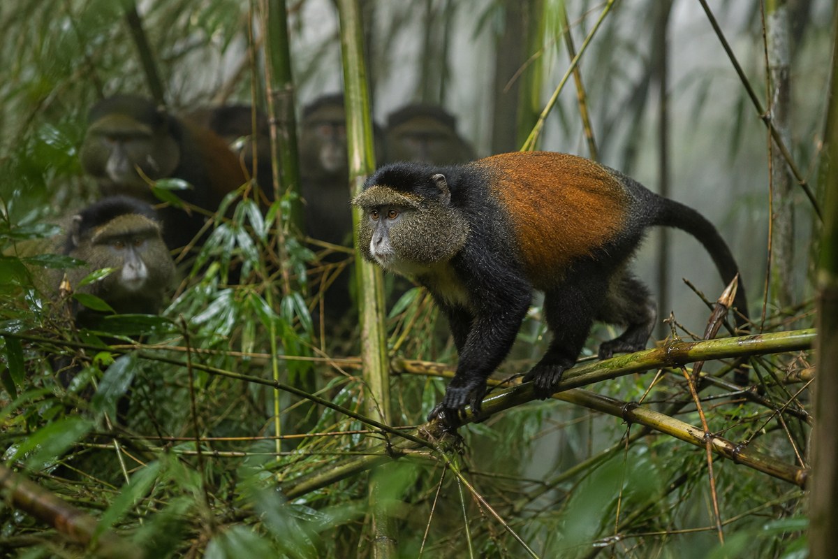Rwanda · Golden Monkey Trek · Lake Kivu