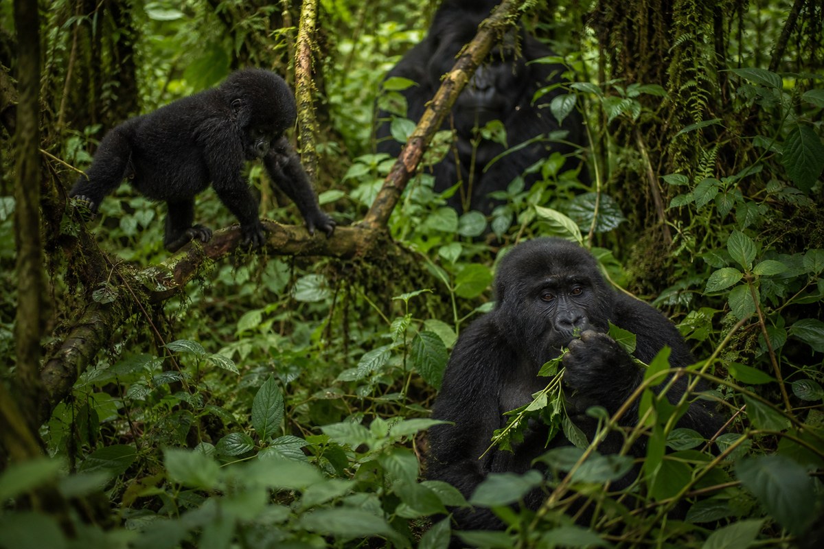 Uganda · Bwindi Impenetrable Forest · gorilla trek
