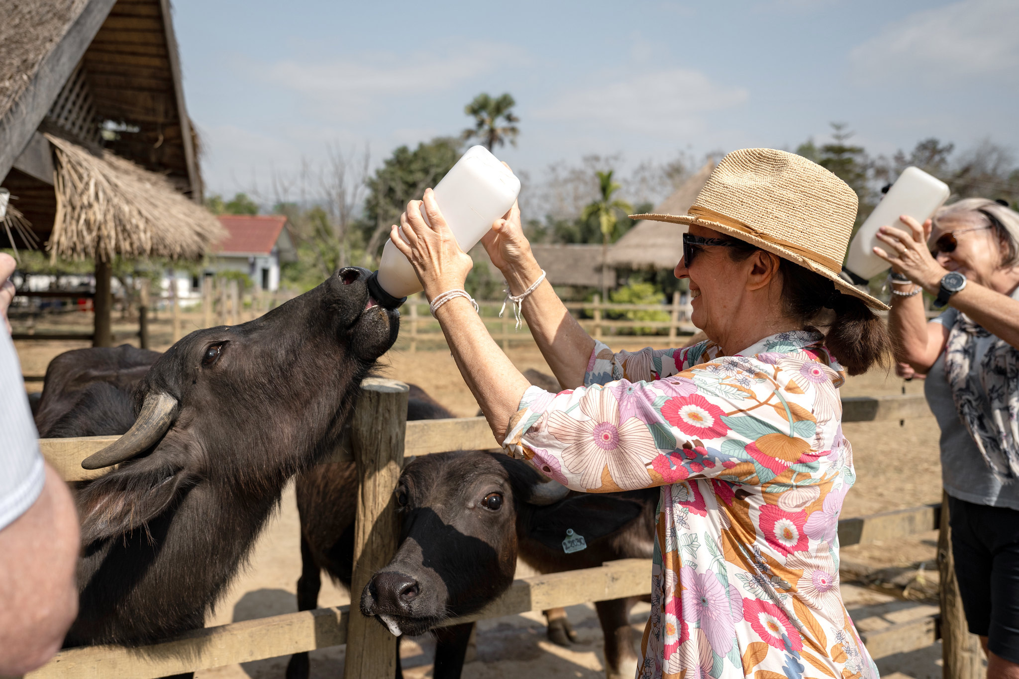 Feeding young buffalo at the buffalo dairy