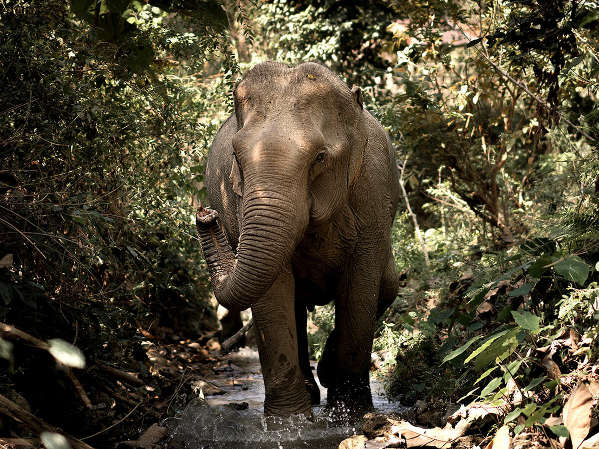 An elephant walking through the forest