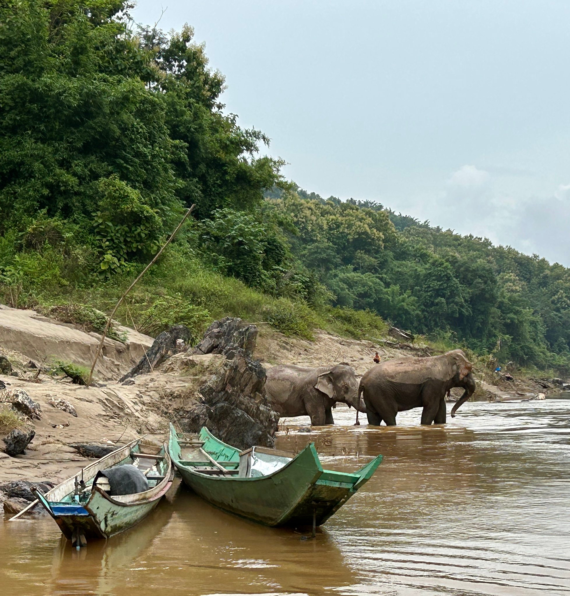 Elephants in the river at the sanctuary near Pakbeng