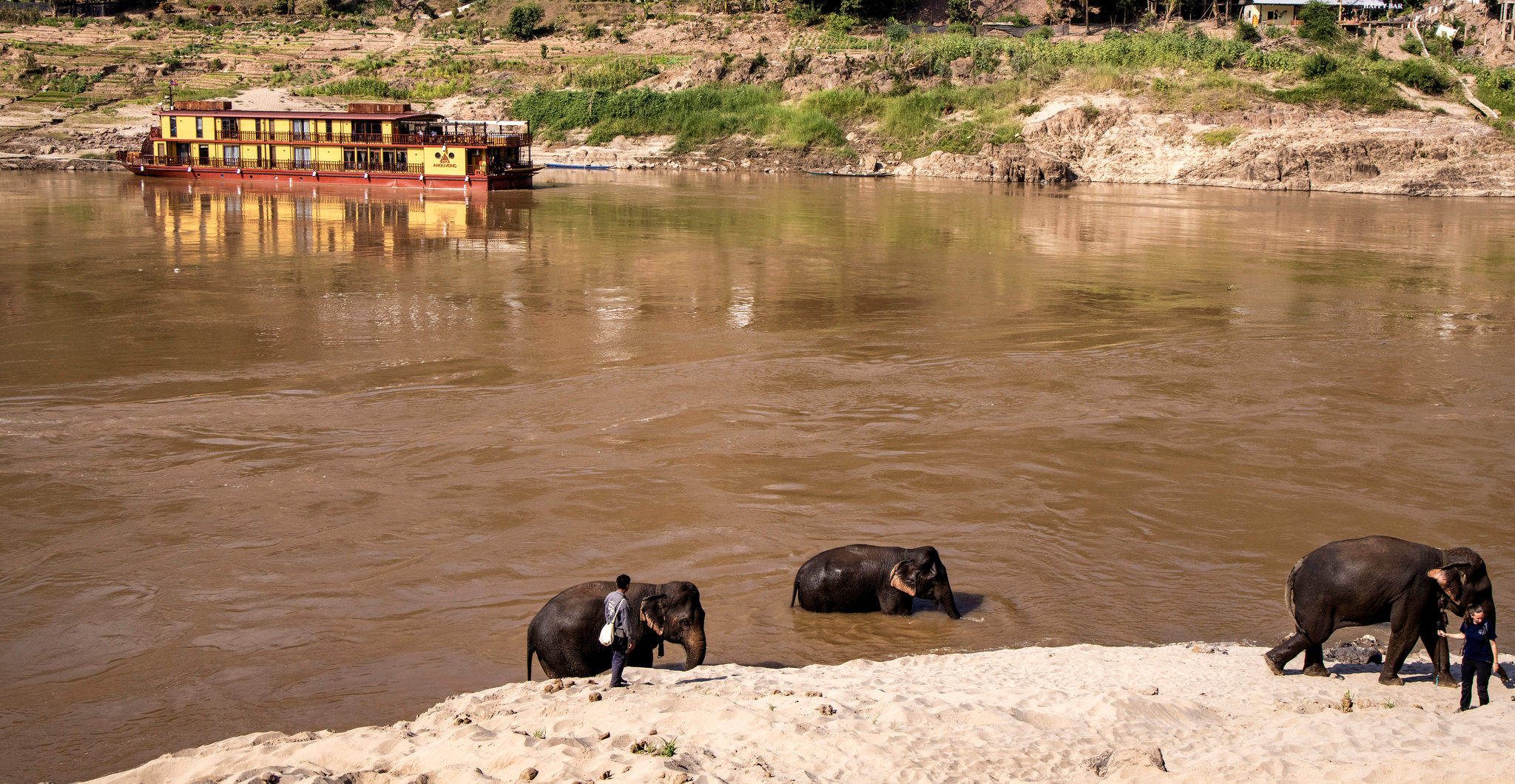 Elephants bathing on a Mekong sandbank, the ship moored beyond