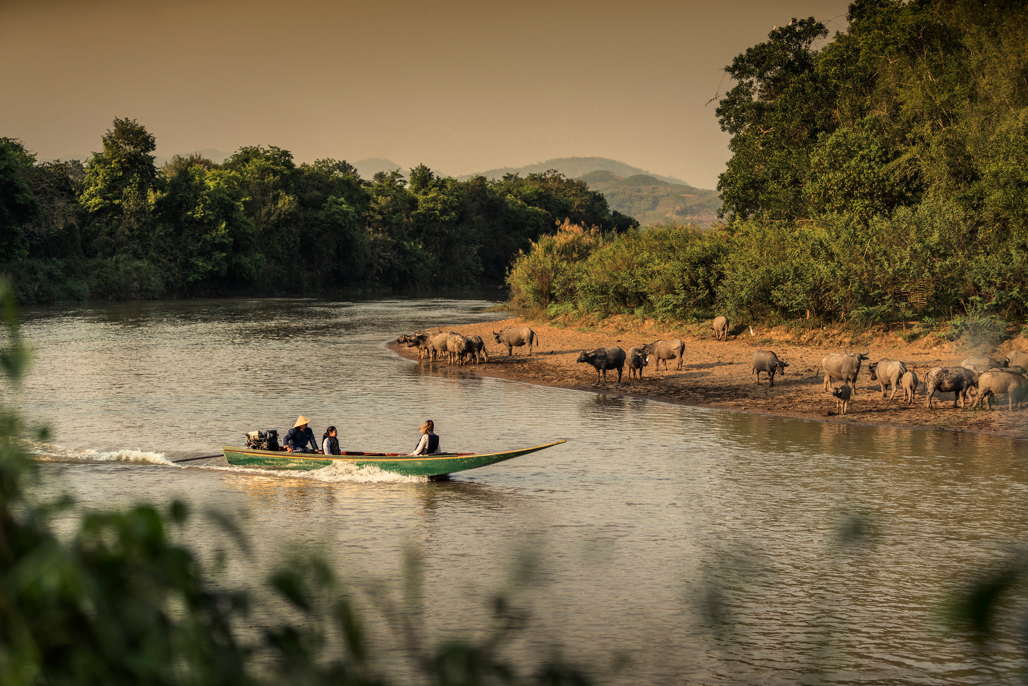 A longtail boat passing water buffalo on a Mekong sandbank