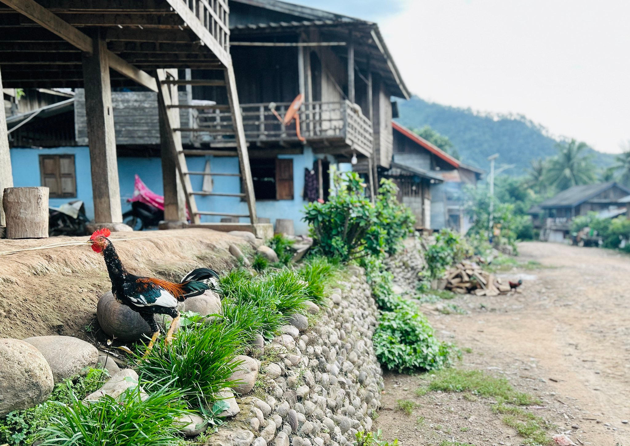 A rooster in a village street of stilt houses