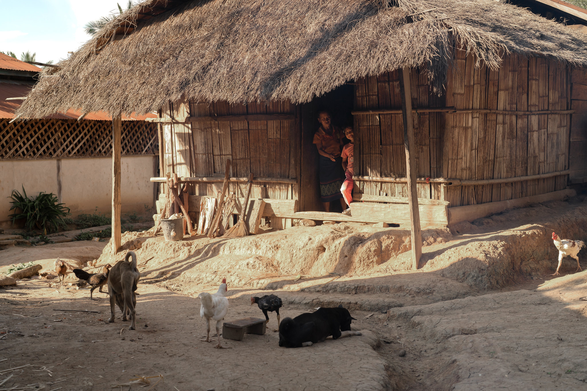 A thatched house with pigs and dogs in the yard